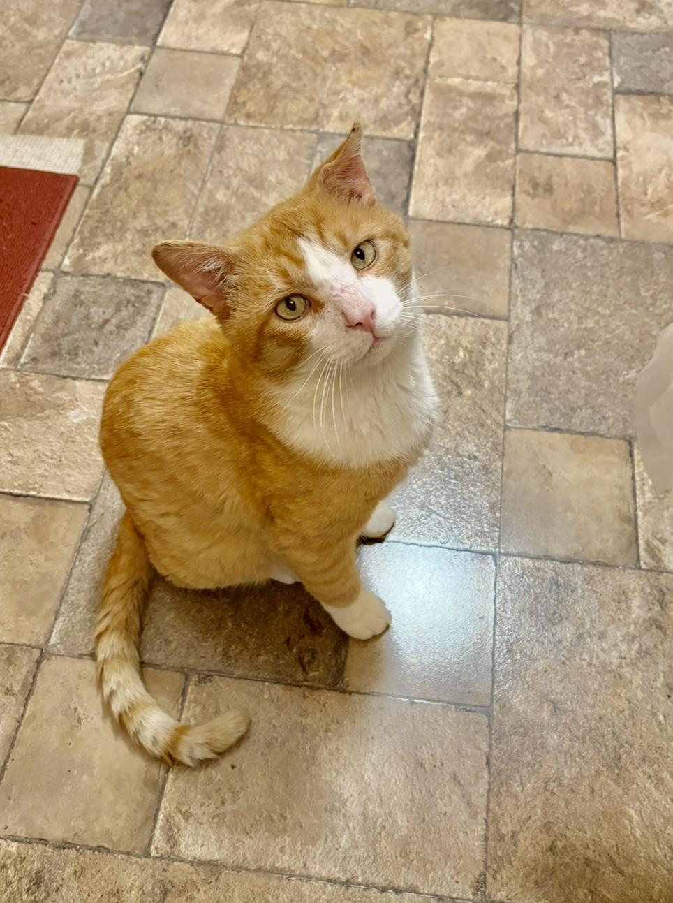 Scarface, Adoptable, Young Male Domestic Short Hair.