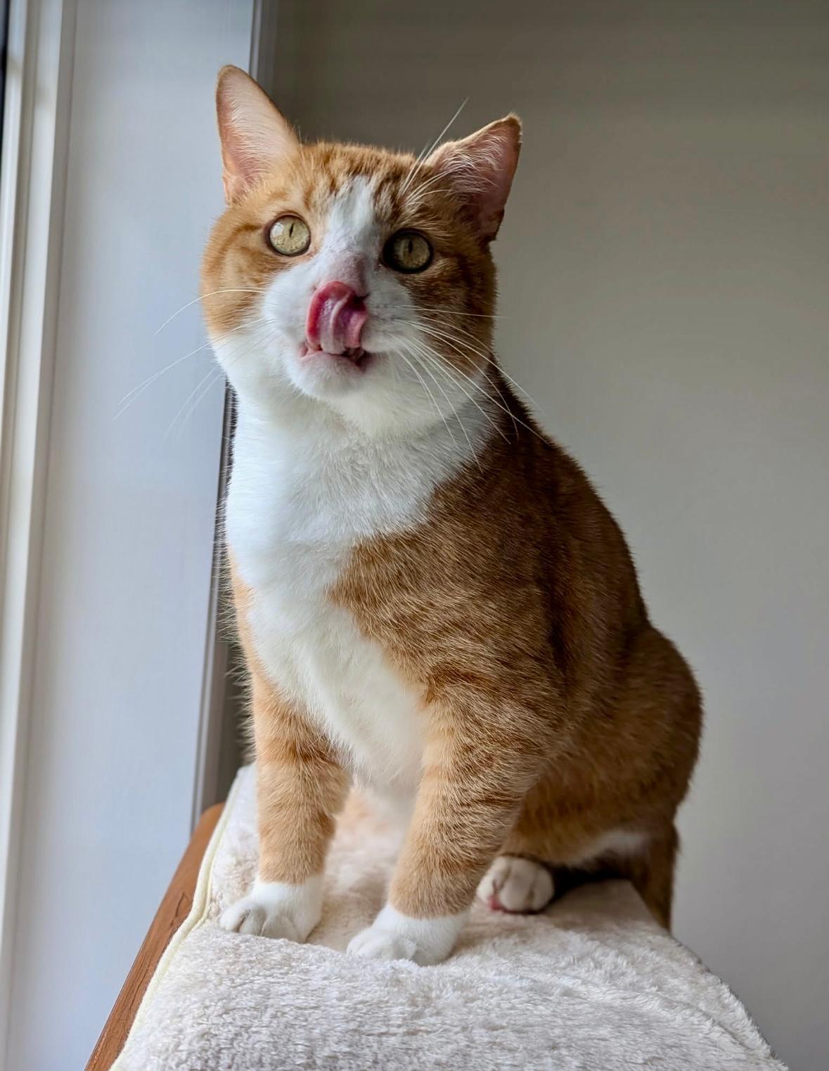 Enlarge Scarface, a Adoptable Domestic Short Hair in Mississauga, ON image 3/6