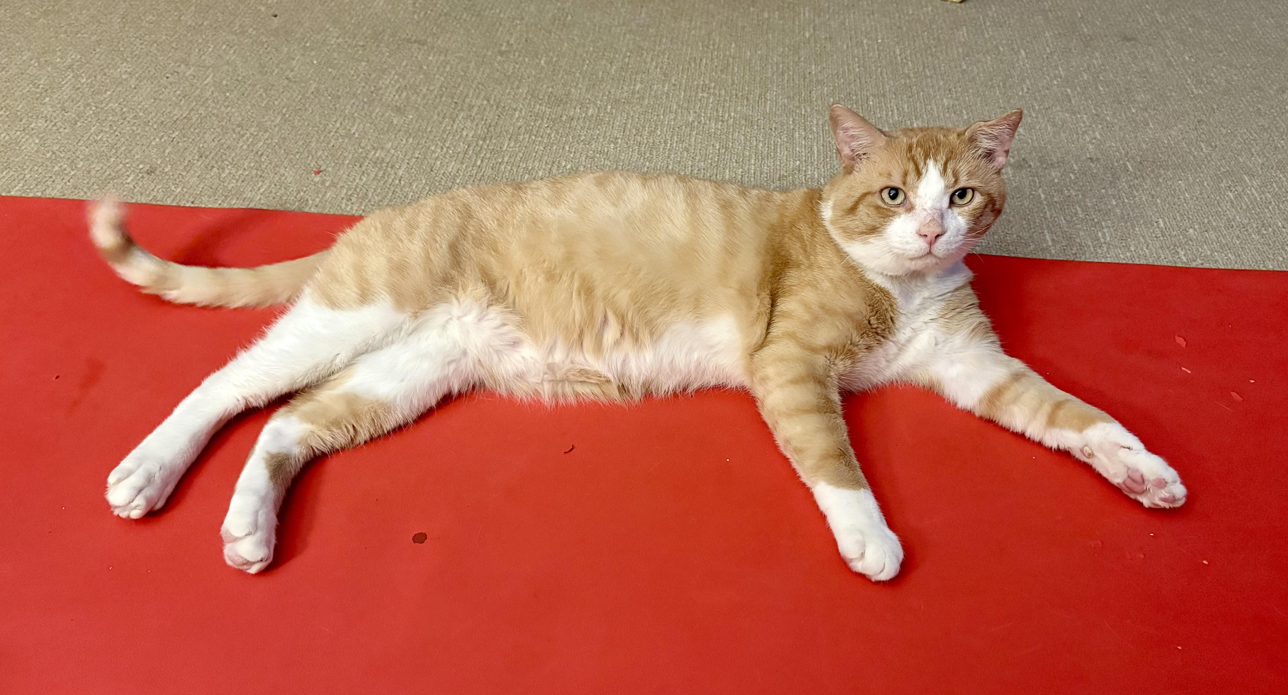 Enlarge Scarface, a Adoptable Domestic Short Hair in Mississauga, ON image 6/6