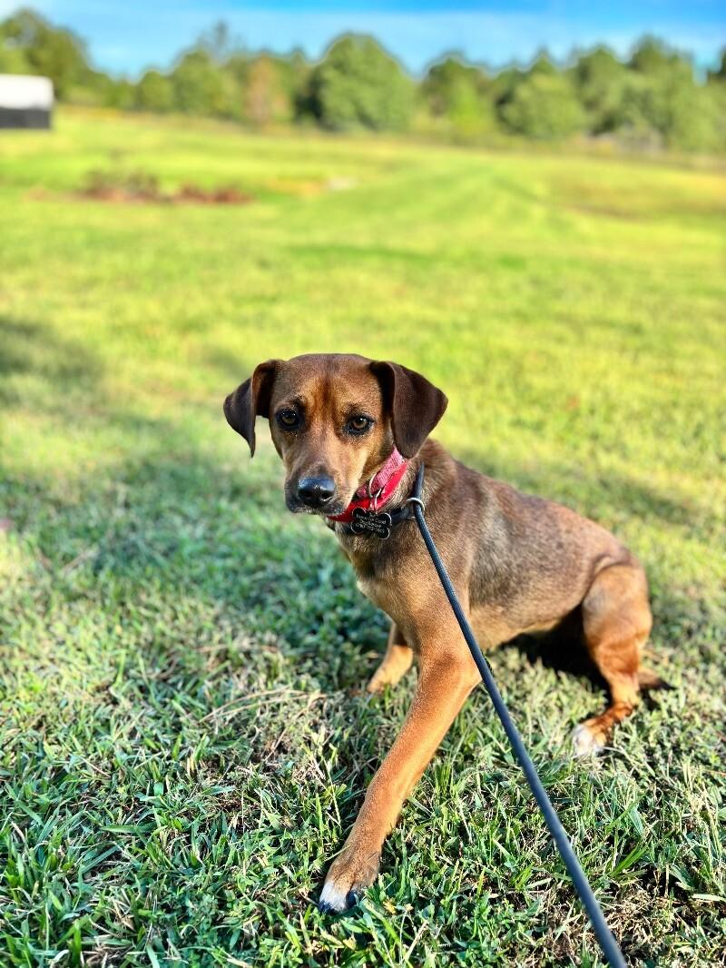Gemma, a Adoptable mixed breed in Berkeley Heights, NJ image 3/4