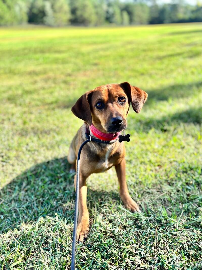 Gemma, a Adoptable mixed breed in Berkeley Heights, NJ image 4/4