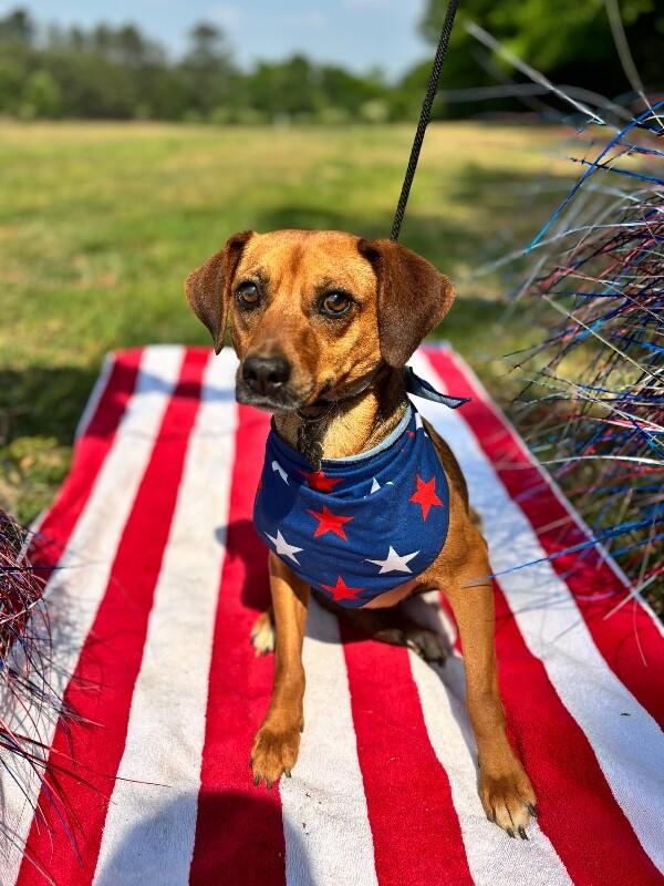 Gemma, a Adoptable mixed breed in Berkeley Heights, NJ image 2/4