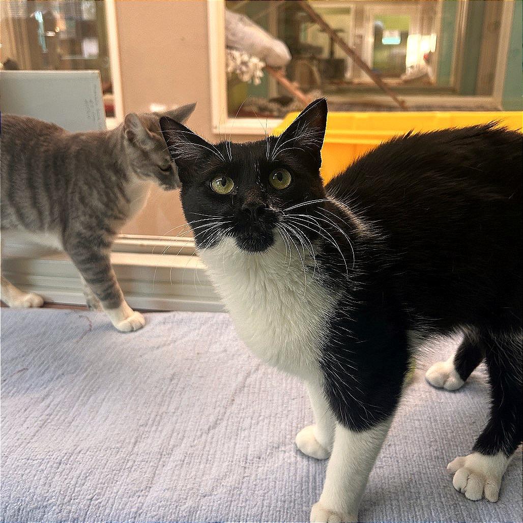 Buster — thumbnail 2