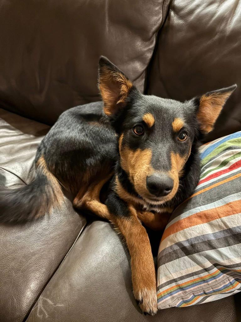 26Hachi, adopted, Young Female Shepherd.