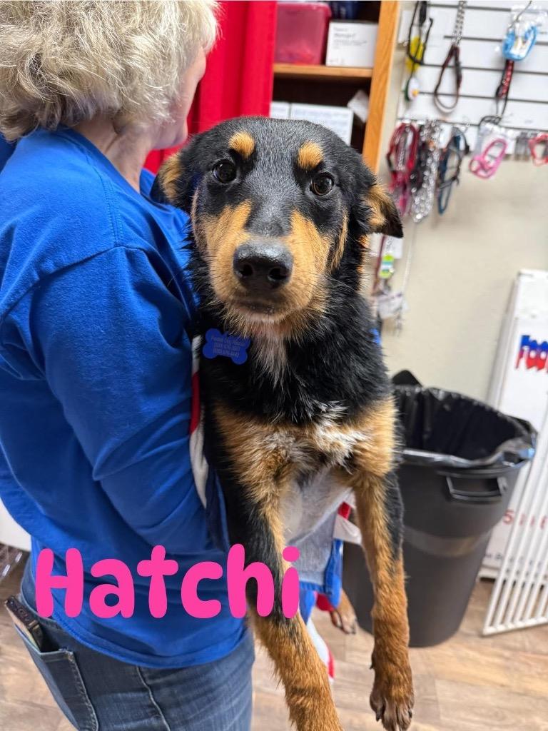 26Hachi, an adopted mixed breed in Shingle Springs, CA image 2/2
