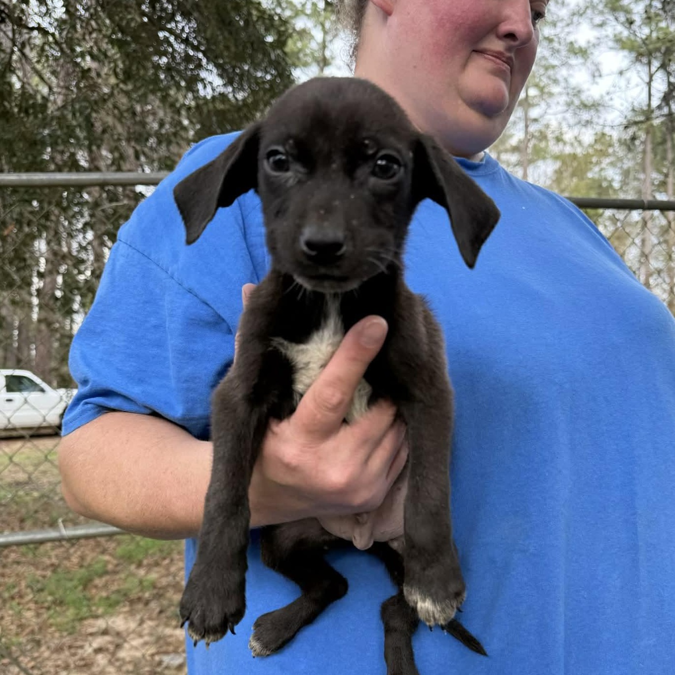 Oliver, ADOPTABLE, Puppy Male Black Mouth Cur.
