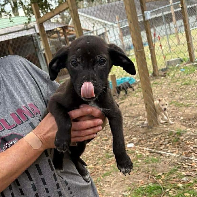 Enlarge Oliver, a ADOPTABLE mixed breed in Bristol, VT image 2/2