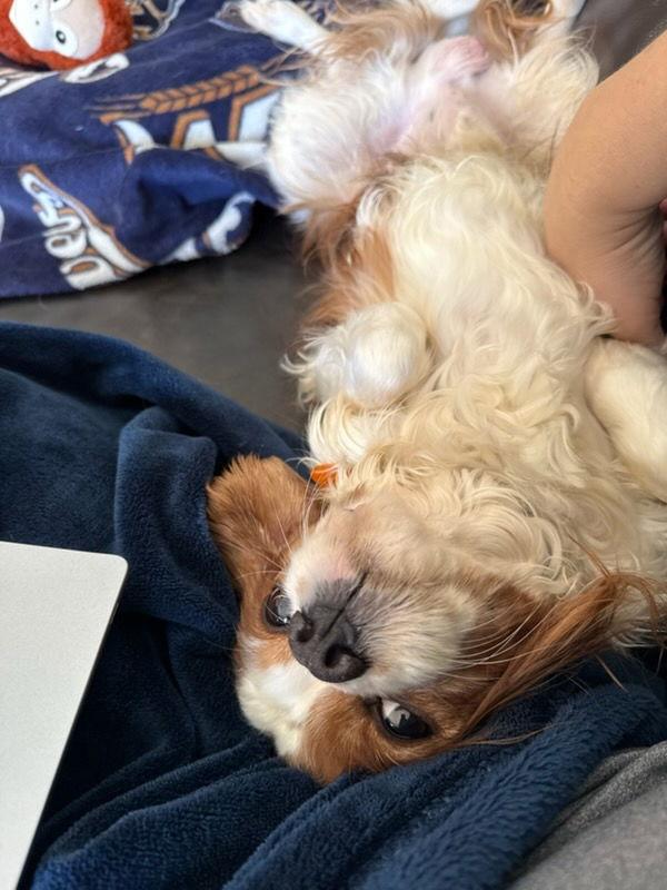 Xander, Adoptable, Adult Male Cavalier King Charles Spaniel.
