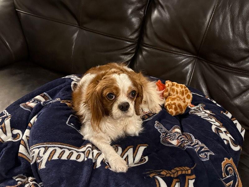 Xander, a Adoptable Cavalier King Charles Spaniel in Mukwonago, WI image 2/3