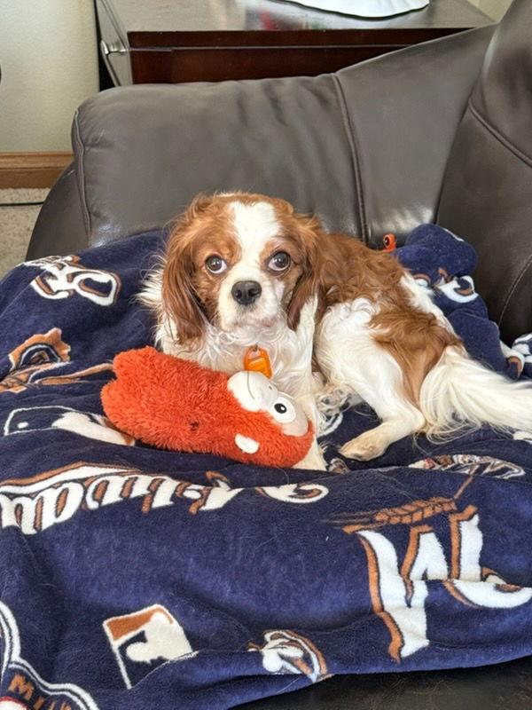 Xander, a Adoptable Cavalier King Charles Spaniel in Mukwonago, WI image 3/3