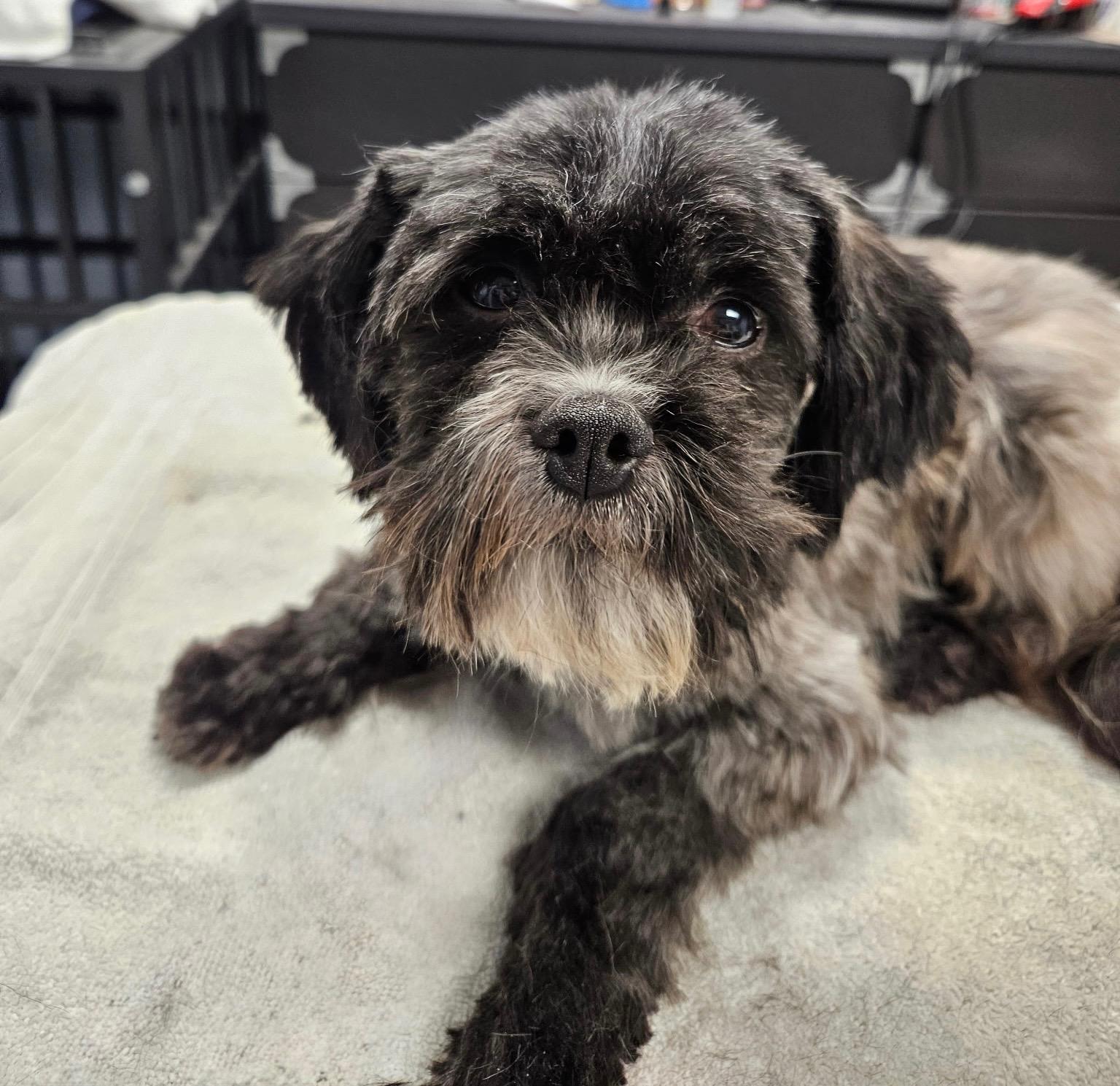Roger, adopted, Puppy Male Shih Tzu & Mixed Breed.