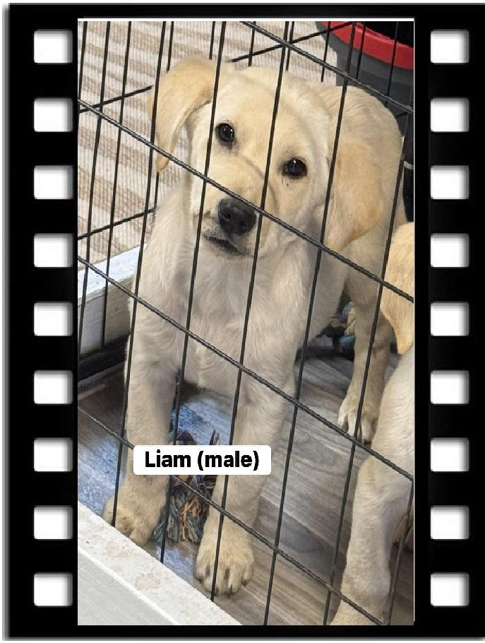 Enlarge Liam, a Adoptable Yellow Labrador Retriever in Navarre, FL image 1/1