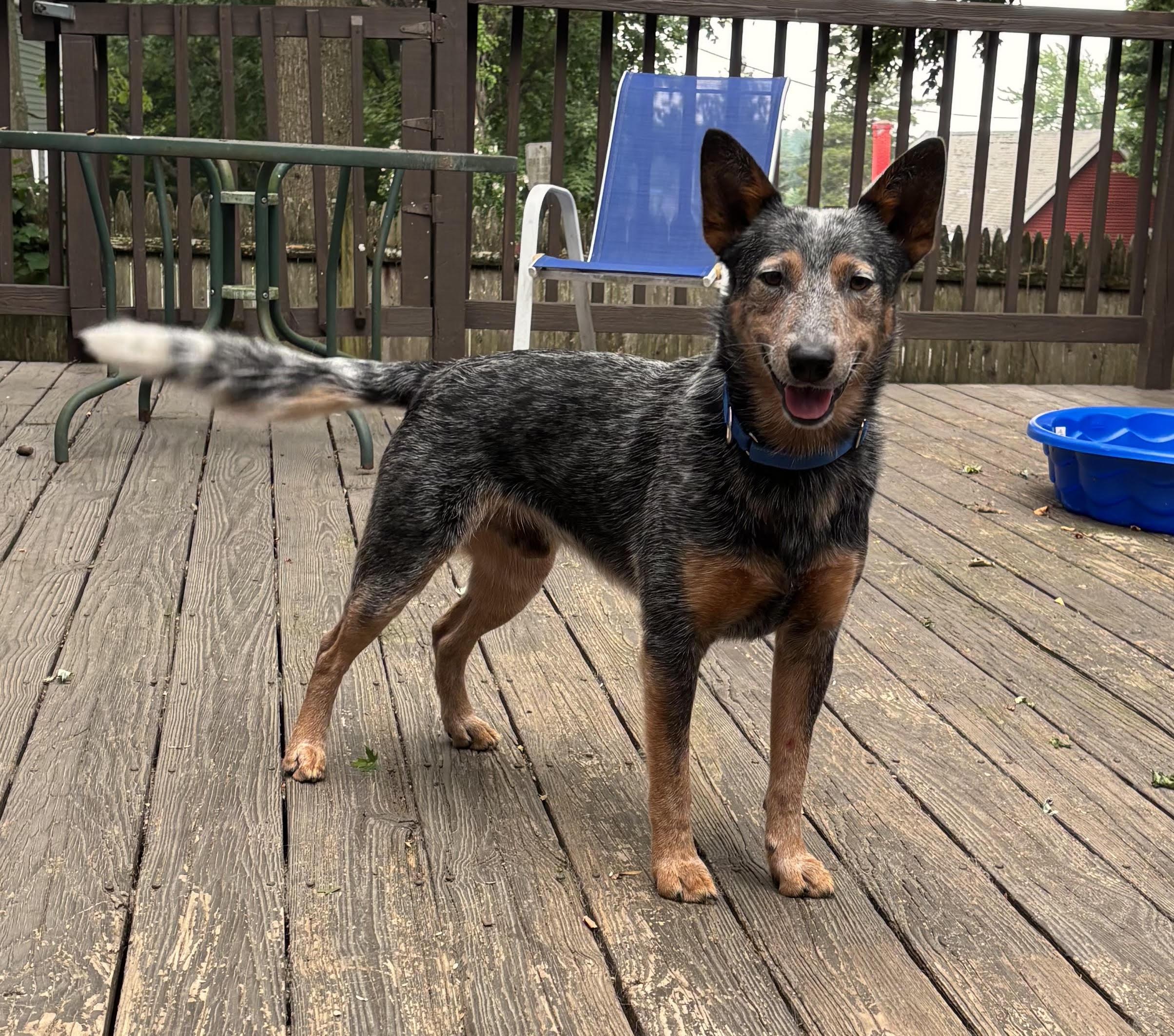 Binky, a ADOPTABLE Australian Cattle Dog / Blue Heeler in Riverside, RI image 2/5