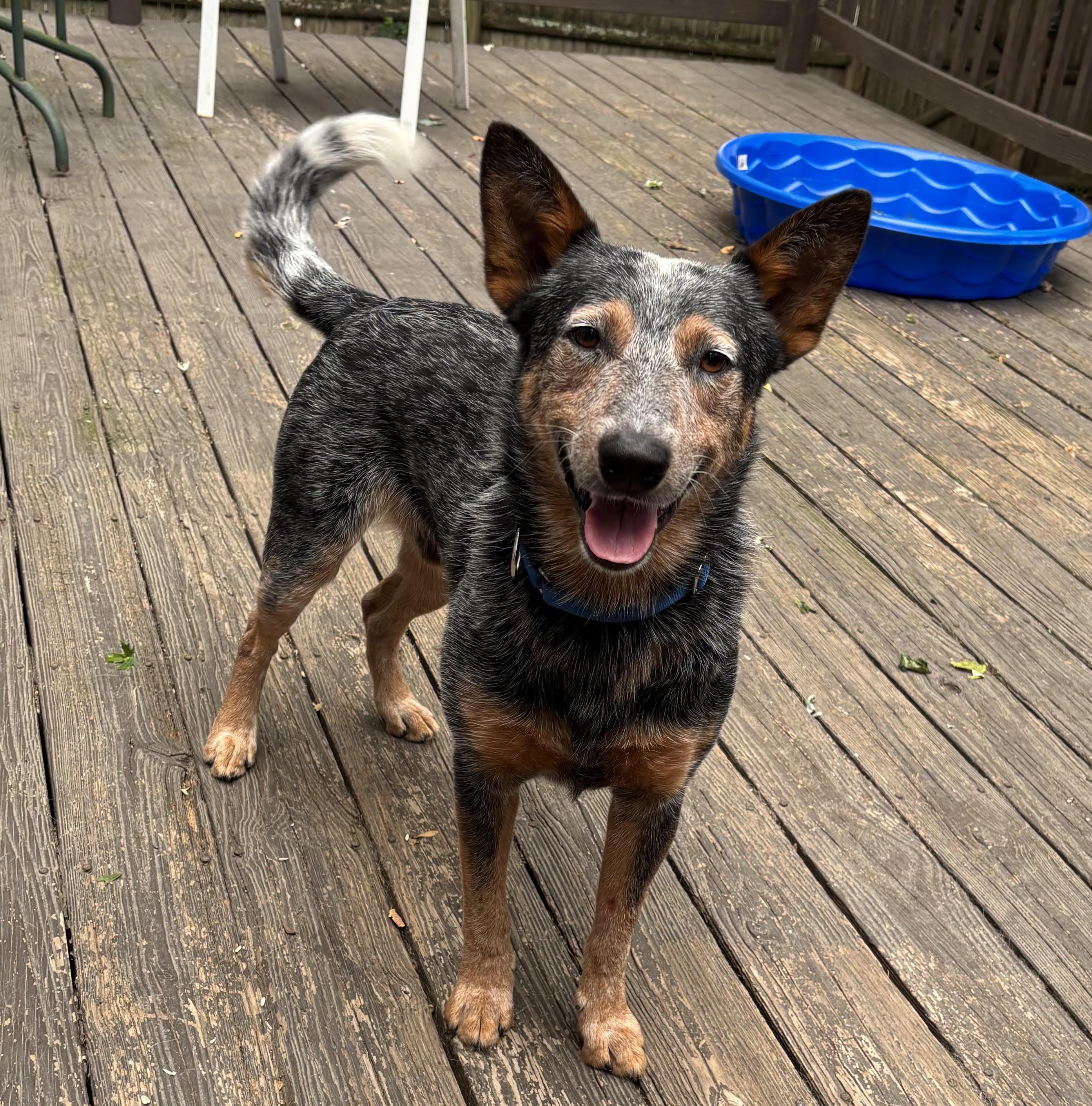 Binky, a ADOPTABLE Australian Cattle Dog / Blue Heeler in Riverside, RI image 3/5