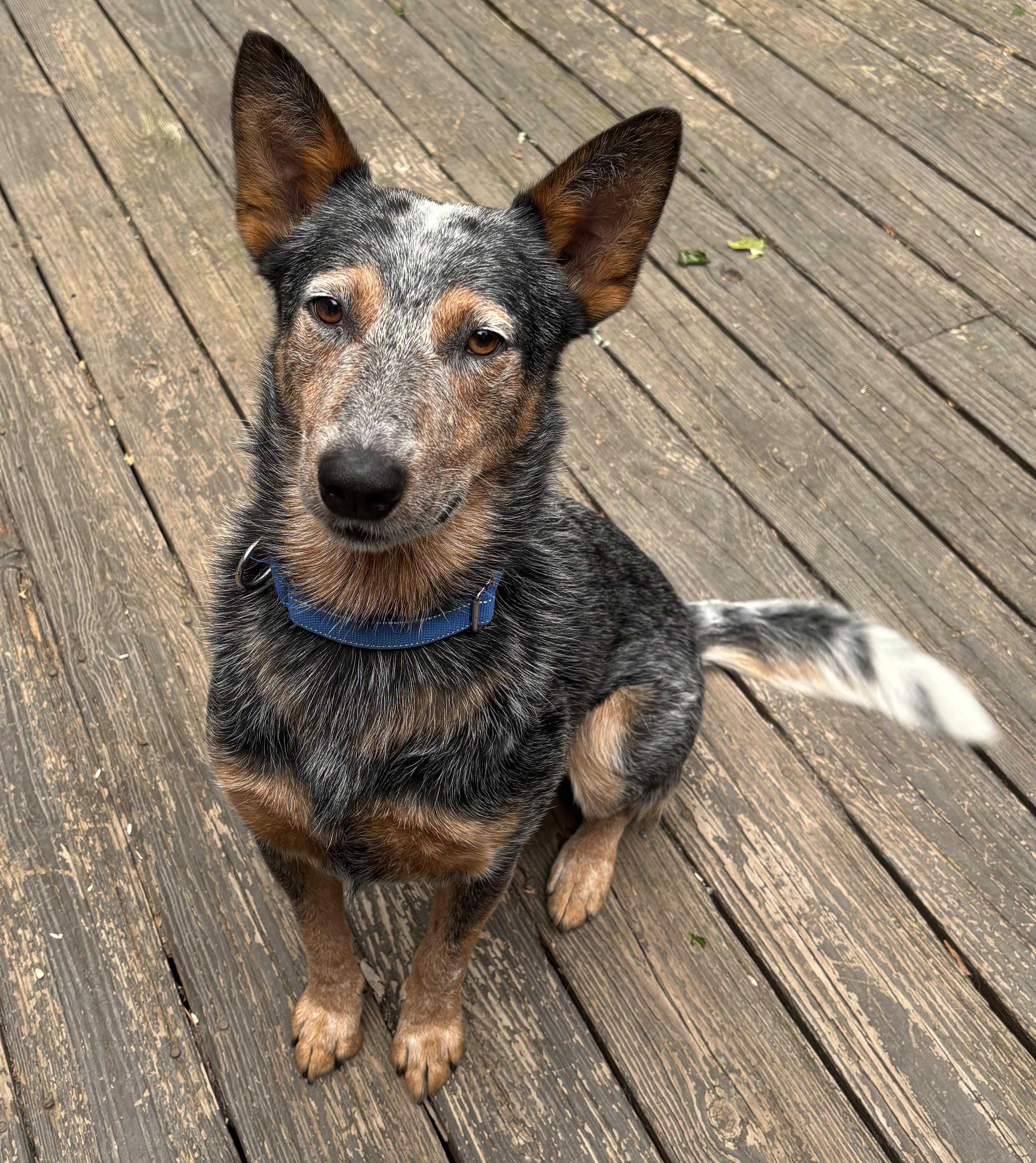 Binky, a ADOPTABLE Australian Cattle Dog / Blue Heeler in Riverside, RI image 4/5
