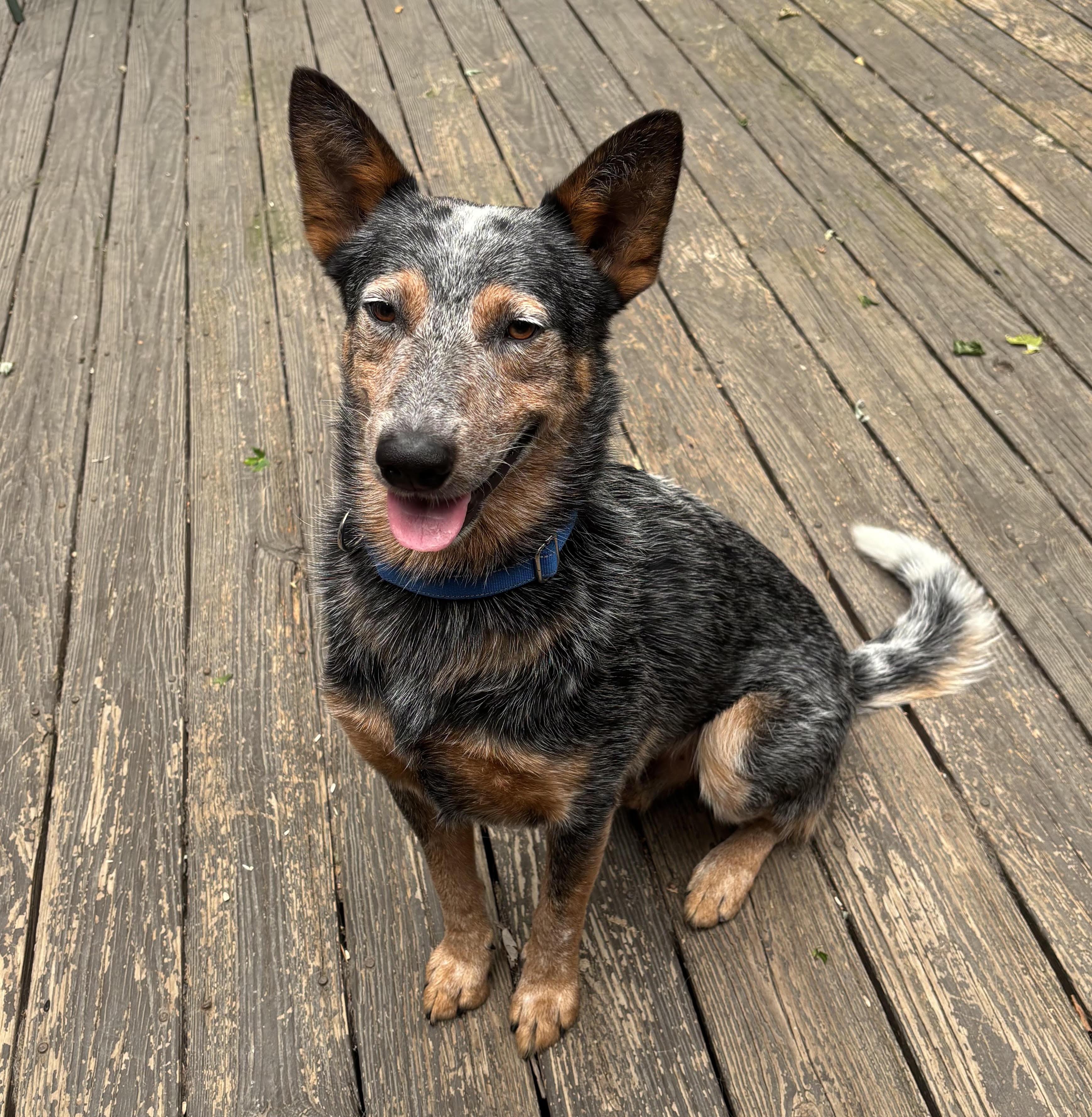 Binky, a ADOPTABLE Australian Cattle Dog / Blue Heeler in Riverside, RI image 1/5
