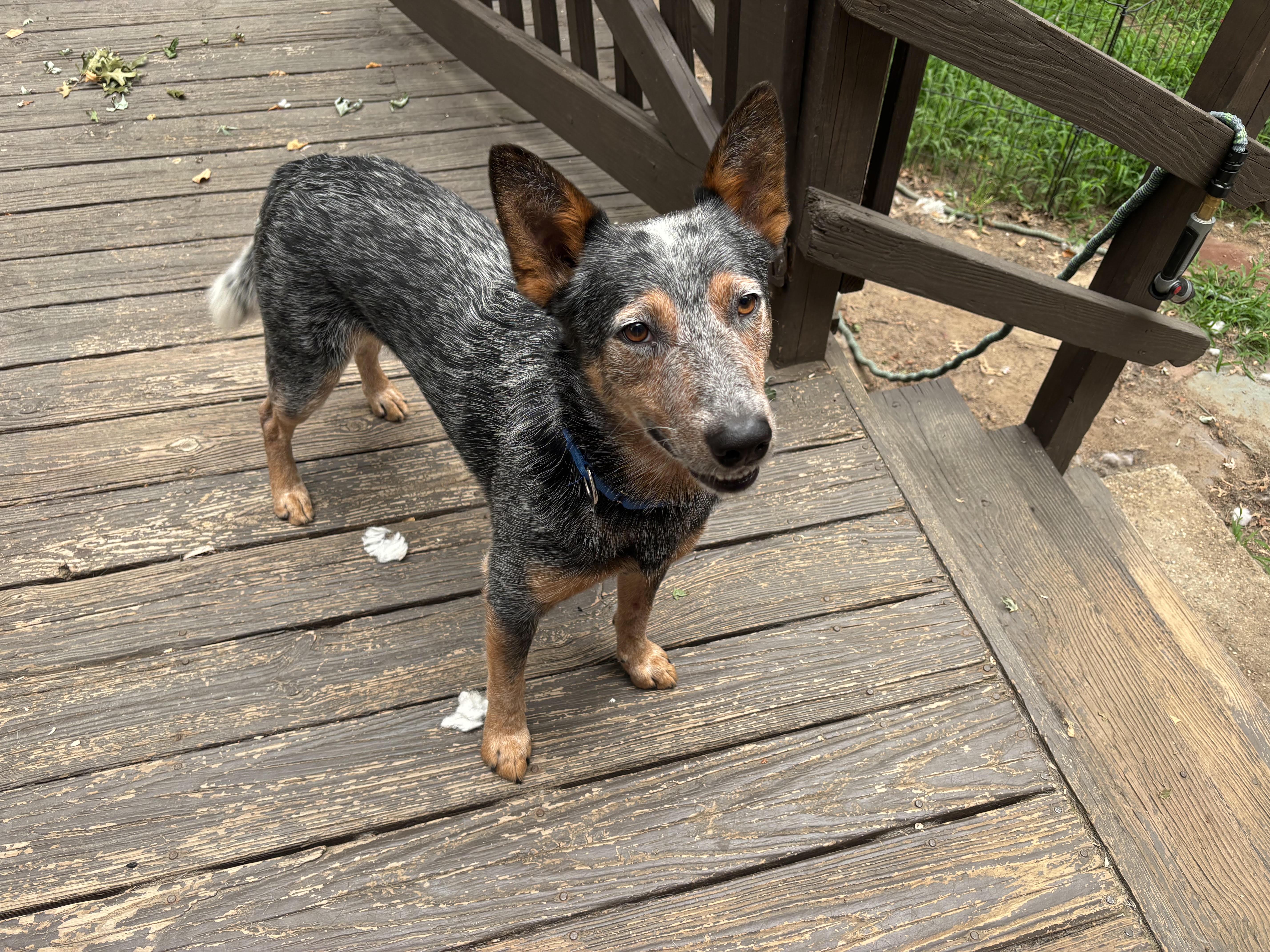 Binky, a ADOPTABLE Australian Cattle Dog / Blue Heeler in Riverside, RI image 5/5