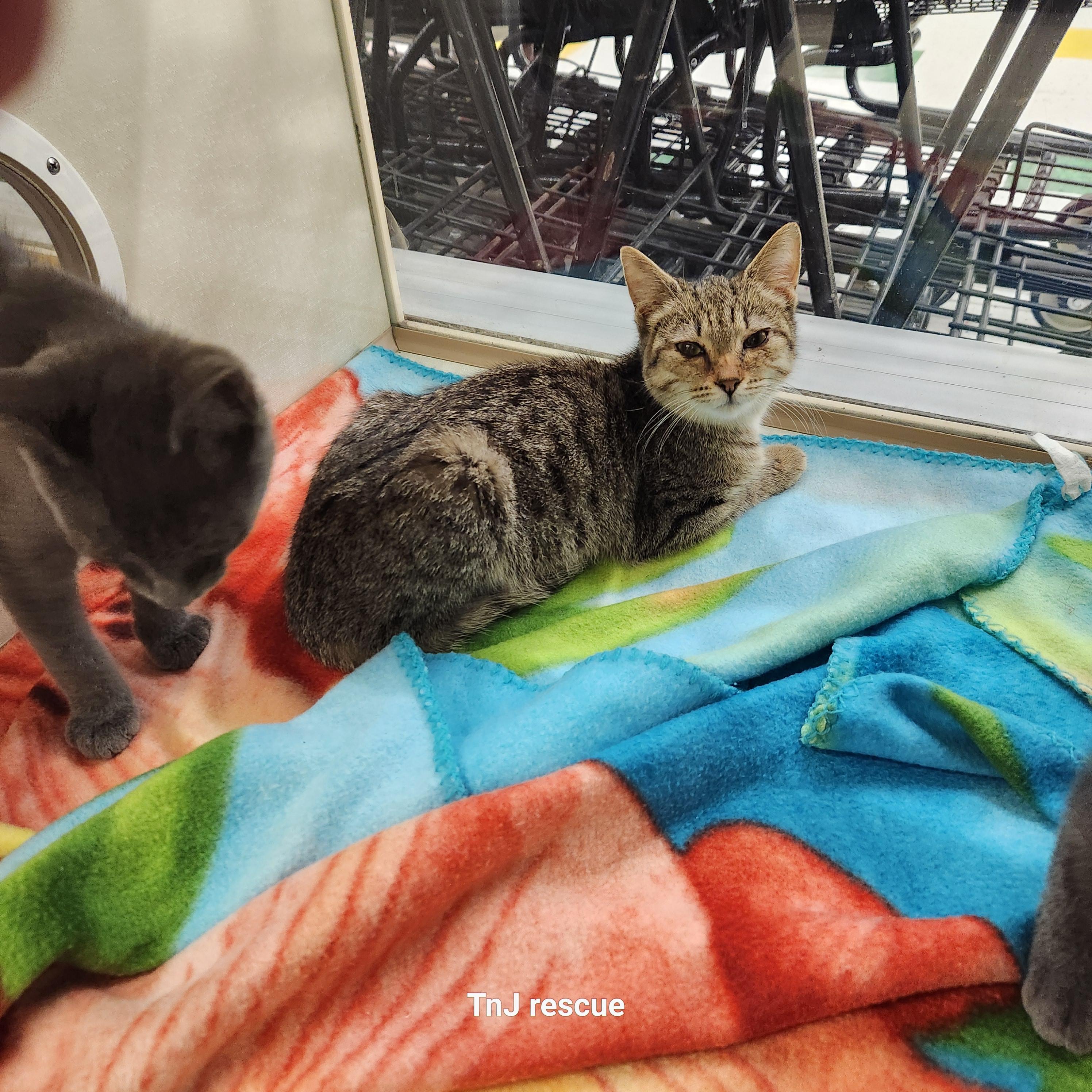 Enlarge Beatrice, a Adopted Domestic Short Hair in Sharon, PA image 3/3