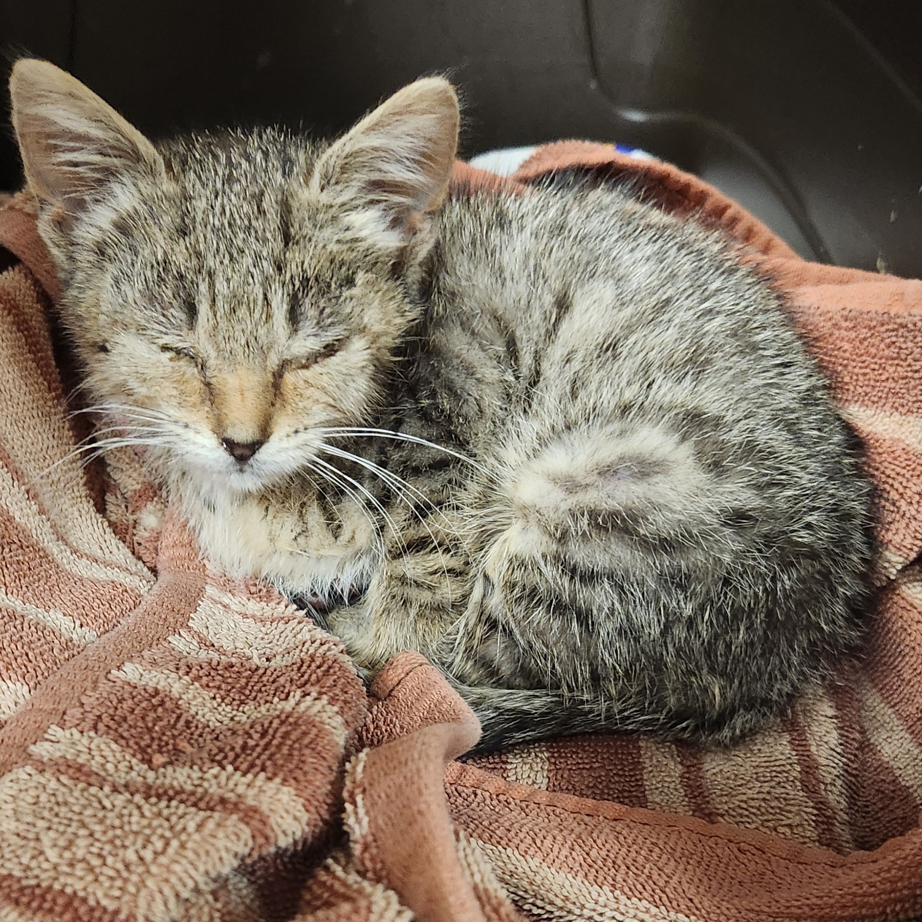 Enlarge Beatrice, a Adopted Domestic Short Hair in Sharon, PA image 2/3