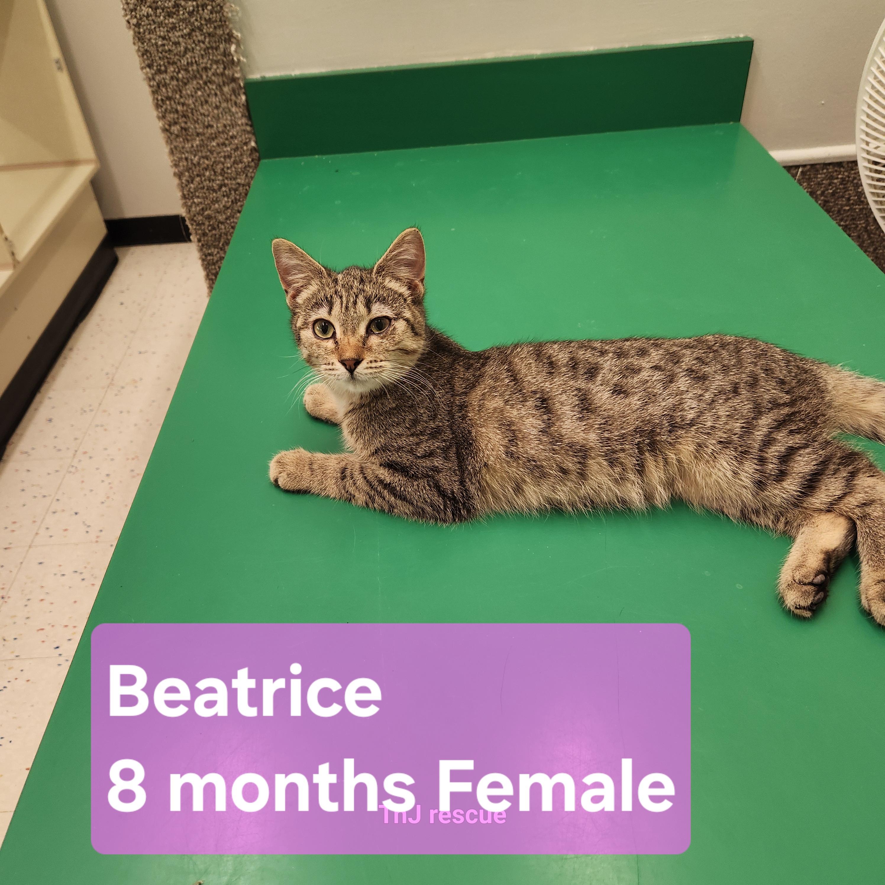 Beatrice, Adopted, Young Female Domestic Short Hair.