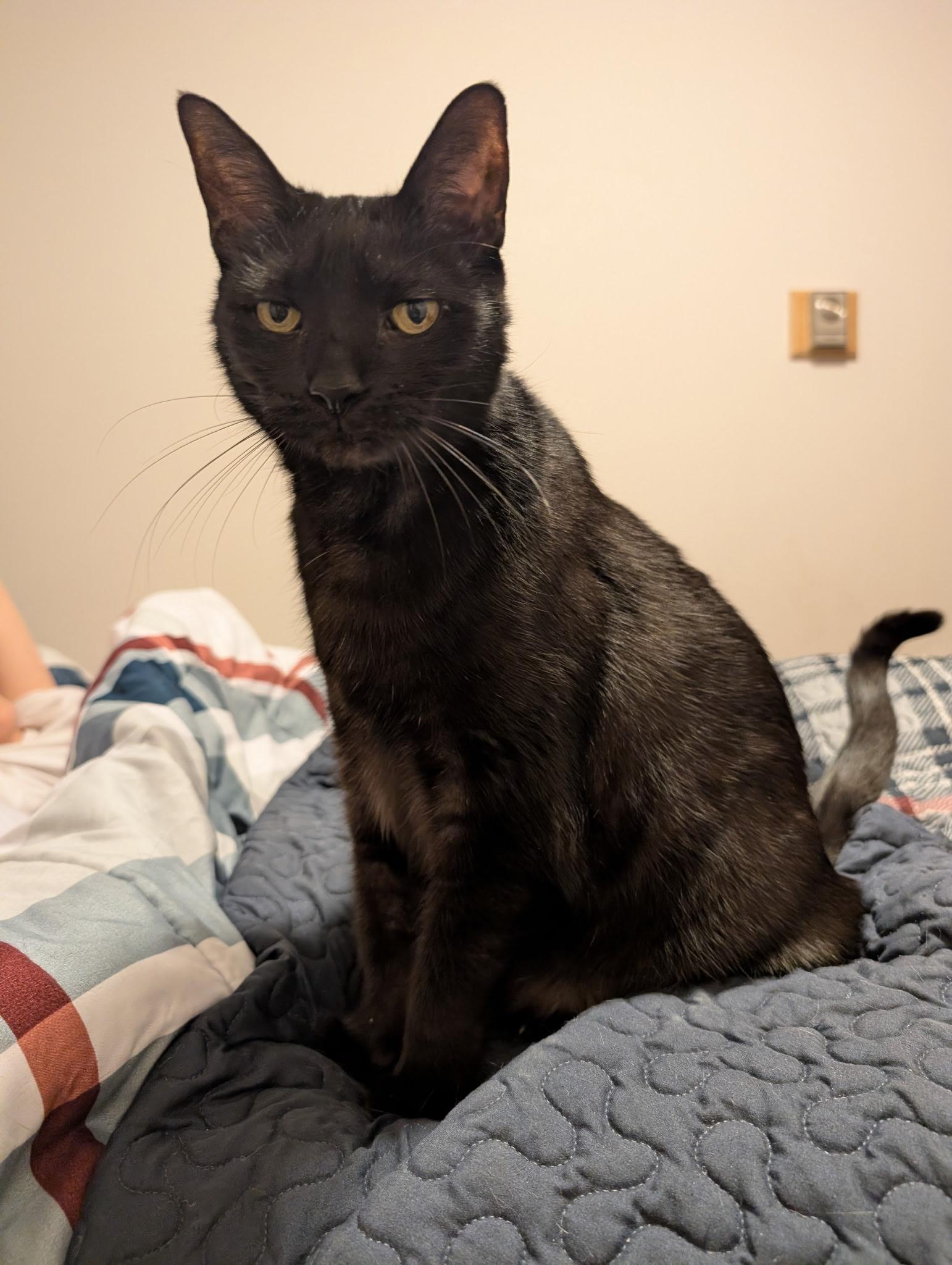 Enlarge Mr President, a ADOPTABLE mixed breed in Latham, NY image 3/5