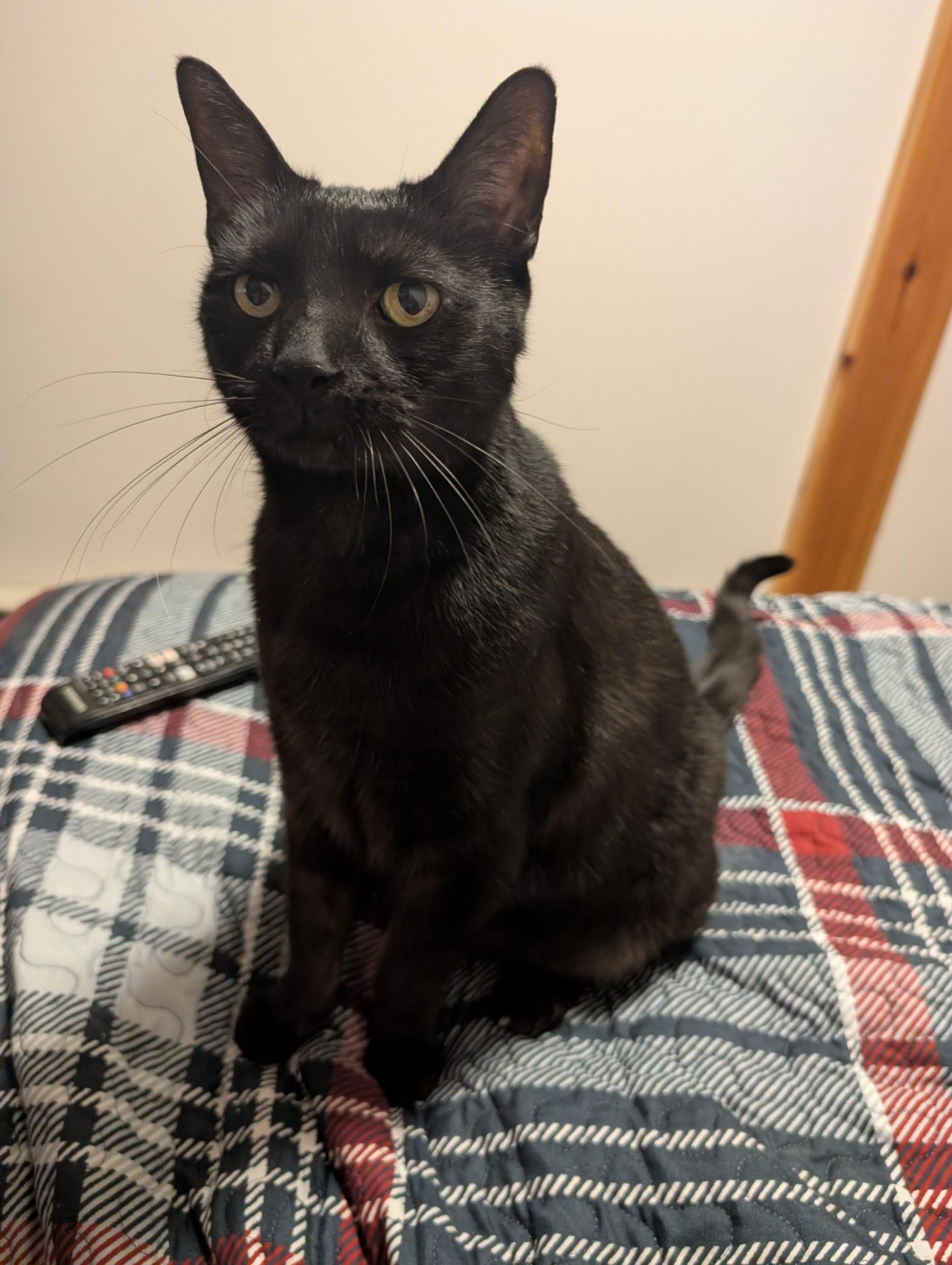 Mr President, ADOPTABLE, Senior Male Domestic Short Hair & American Shorthair.