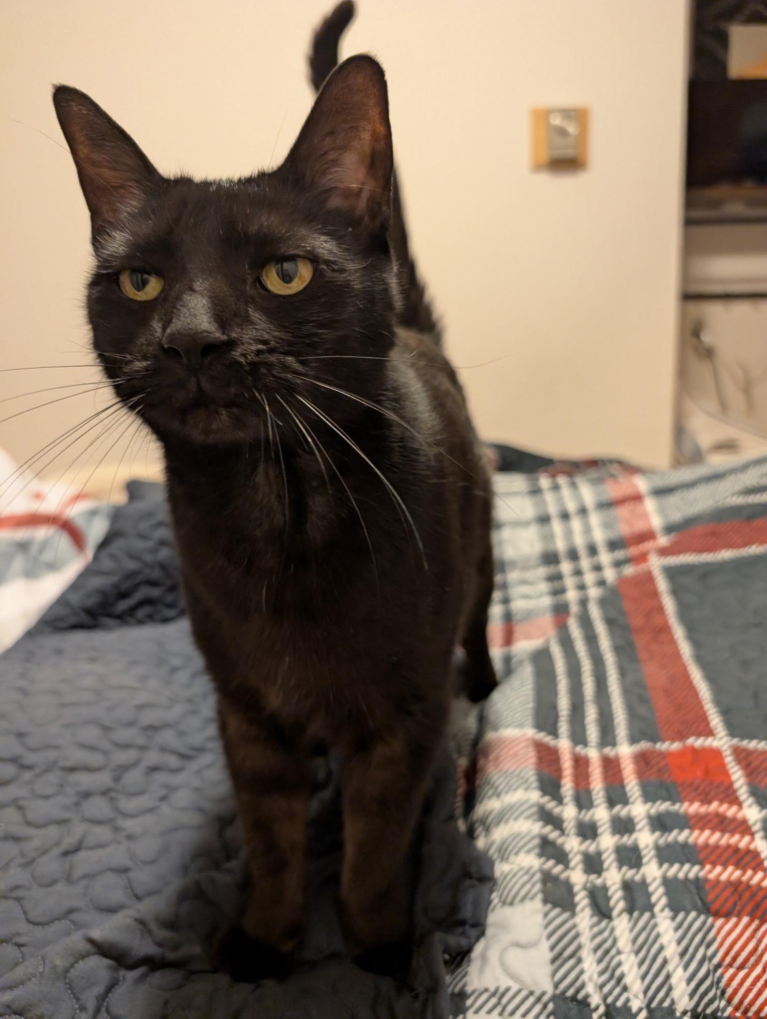 Enlarge Mr President, a ADOPTABLE mixed breed in Latham, NY image 5/5