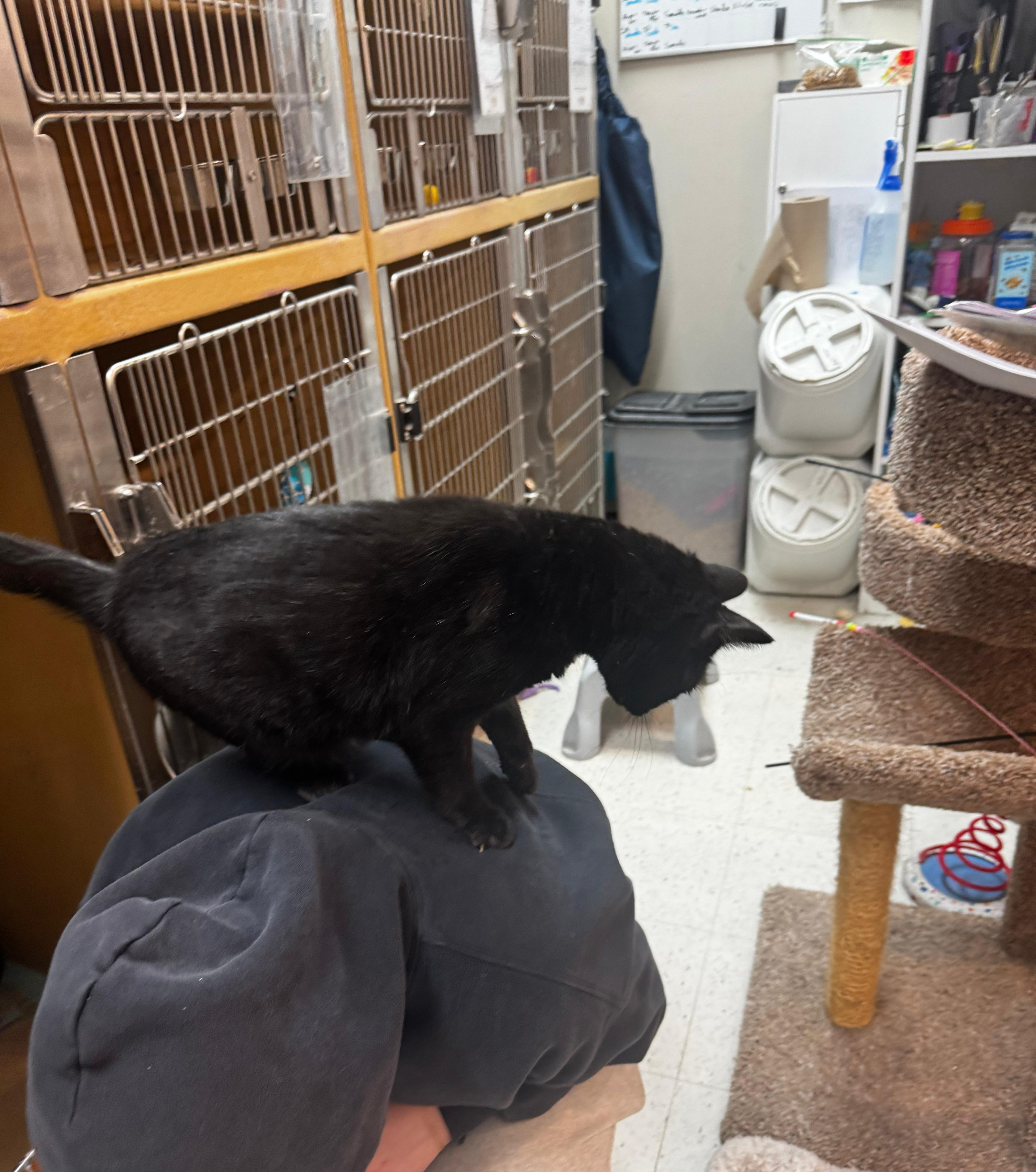 Enlarge Mr President, a ADOPTABLE mixed breed in Latham, NY image 2/5