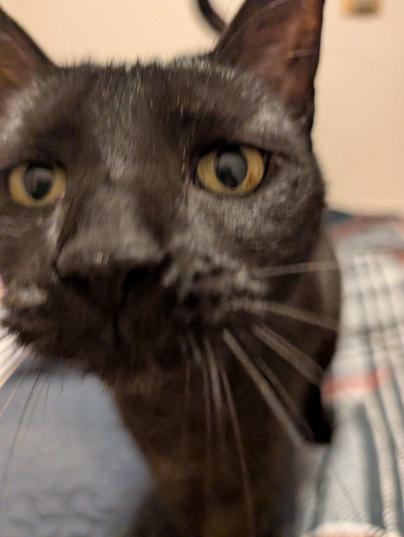 Enlarge Mr President, a ADOPTABLE mixed breed in Latham, NY image 4/5