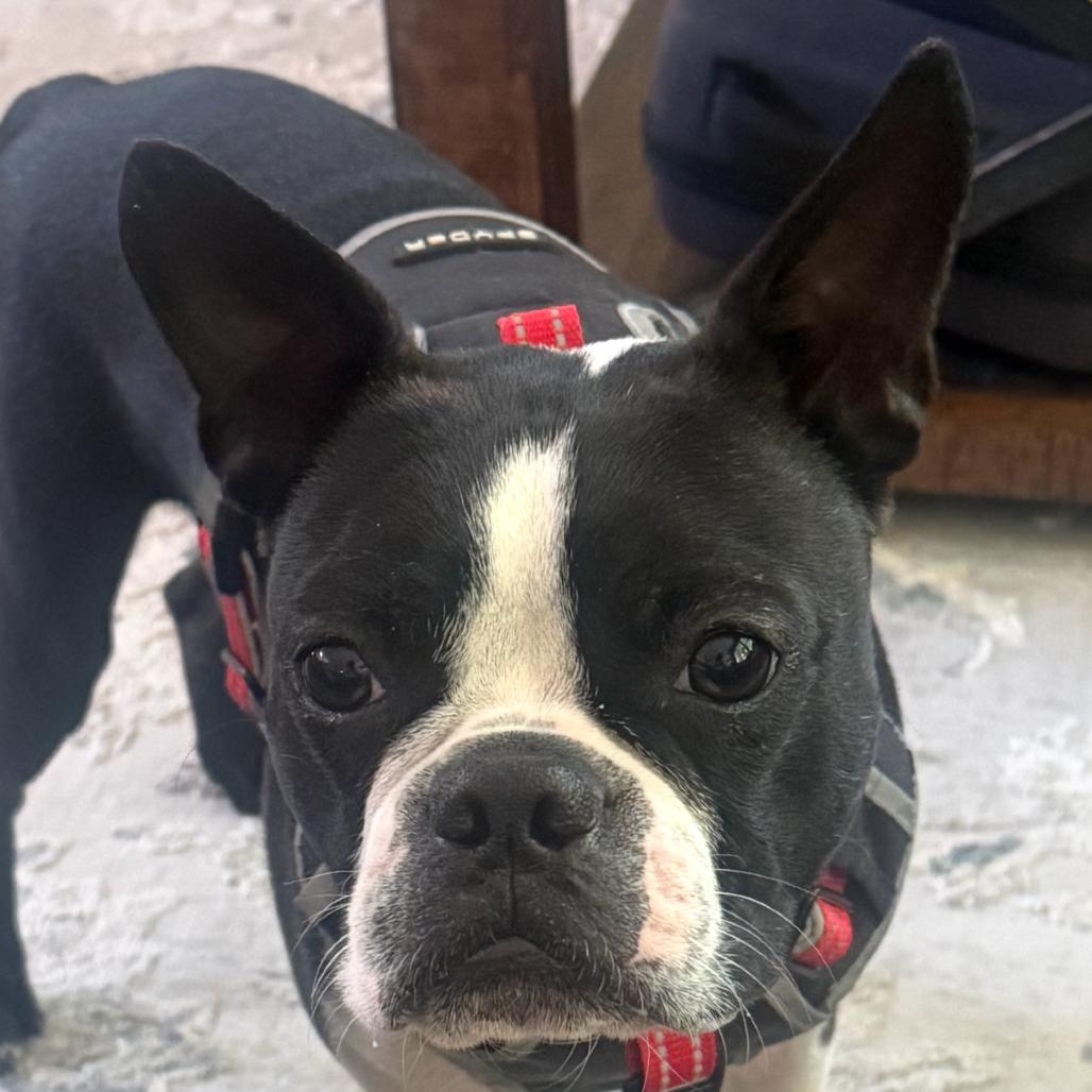 Koda, Adoptable, Young Male Boston Terrier.