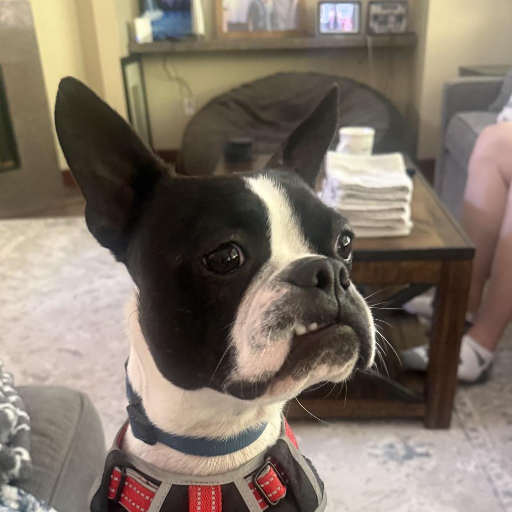 Enlarge Koda, a Adoptable Boston Terrier in San Mateo, CA image 2/5