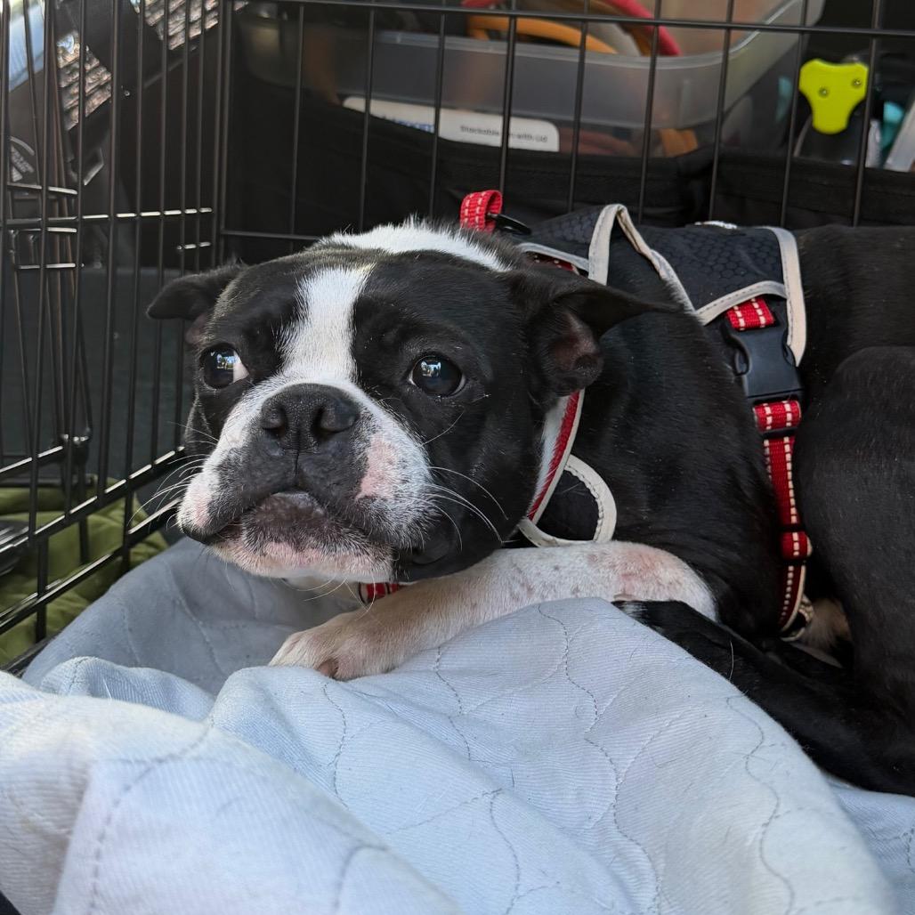 Enlarge Koda, a Adoptable Boston Terrier in San Mateo, CA image 3/5