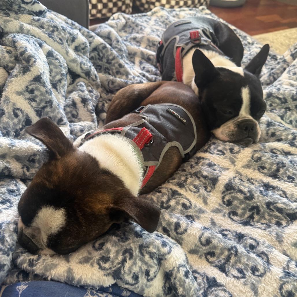 Enlarge Koda, a Adoptable Boston Terrier in San Mateo, CA image 4/5