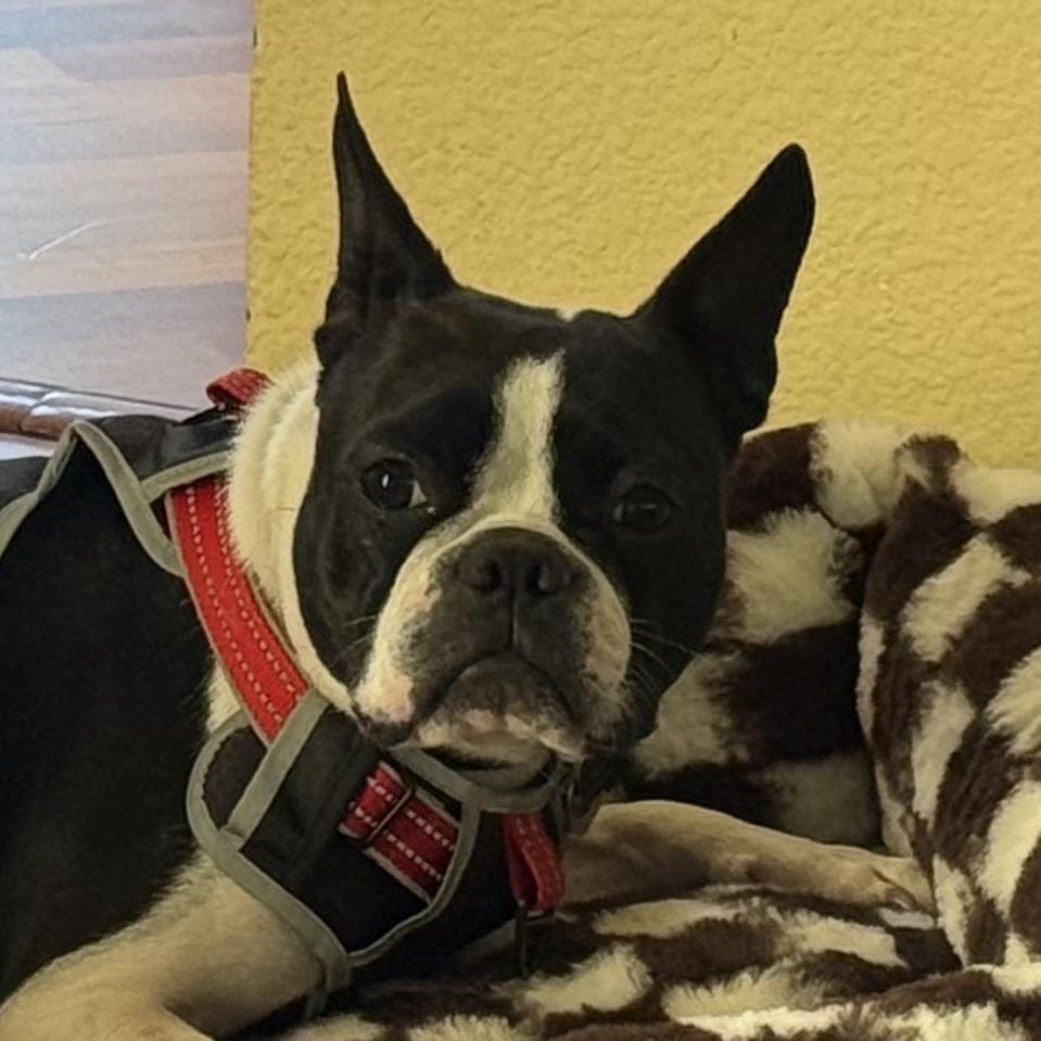 Enlarge Koda, a Adoptable Boston Terrier in San Mateo, CA image 5/5