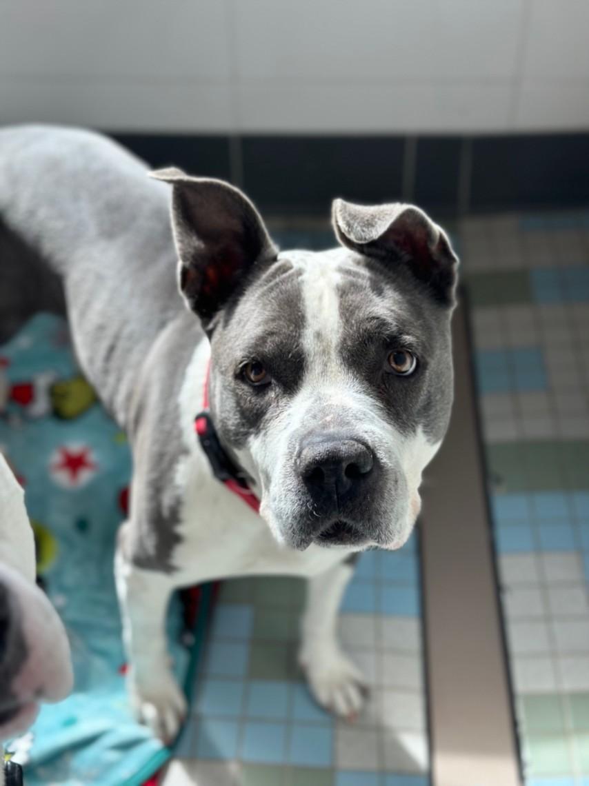 JADE, Adoptable, Adult Female Pit Bull Terrier.
