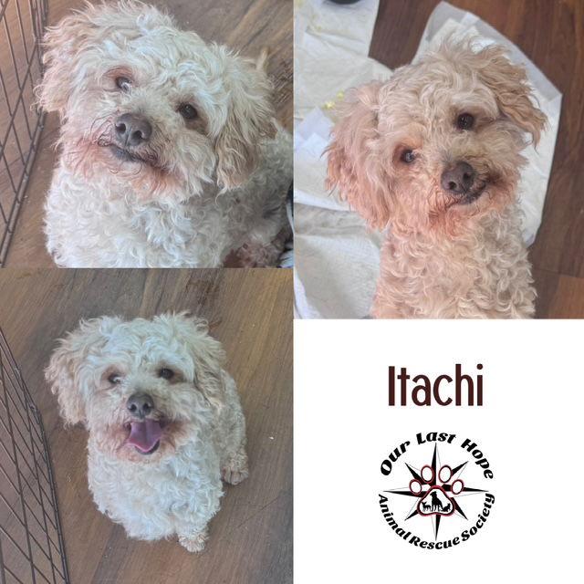 Enlarge Itachi, a Adopted Poodle in Princeton, BC image 1/1