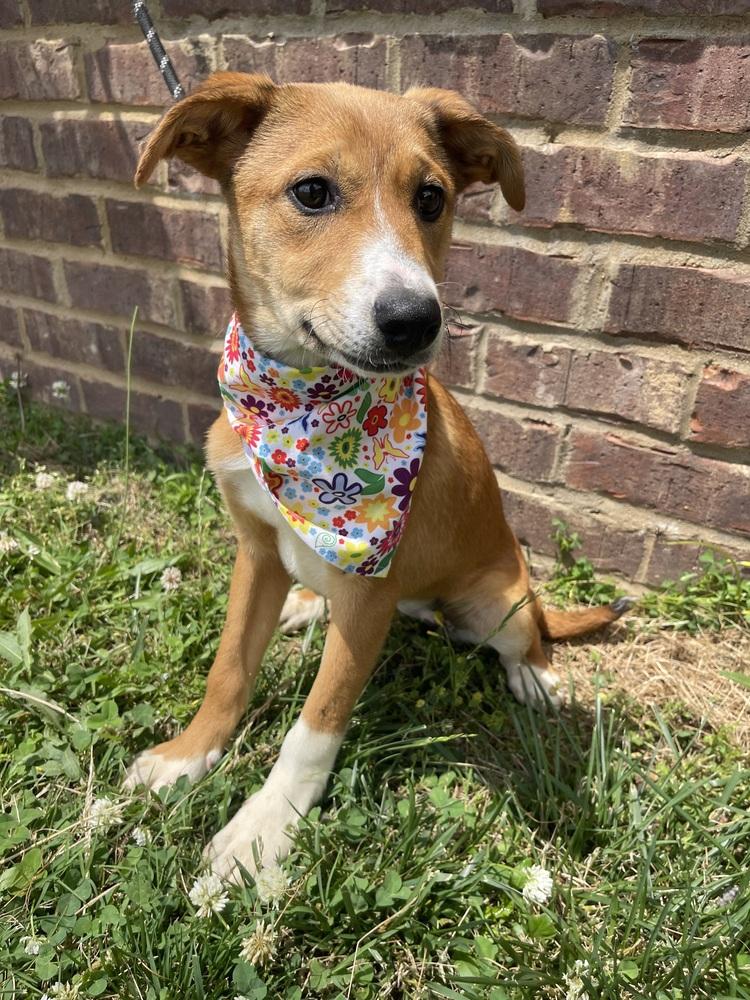 Brooks, a Adopted mixed breed in Dickson, TN image 1/2