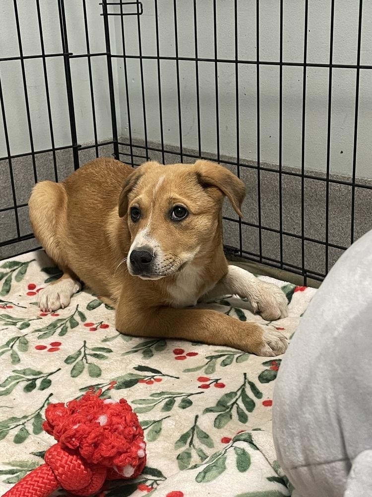 Brooks, a Adopted mixed breed in Dickson, TN image 2/2