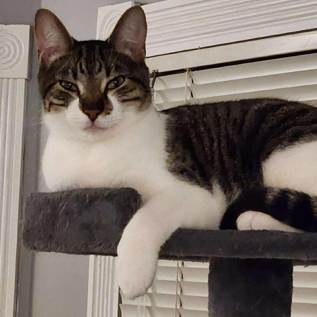 Bach, Adoptable, Adult Male Domestic Short Hair.