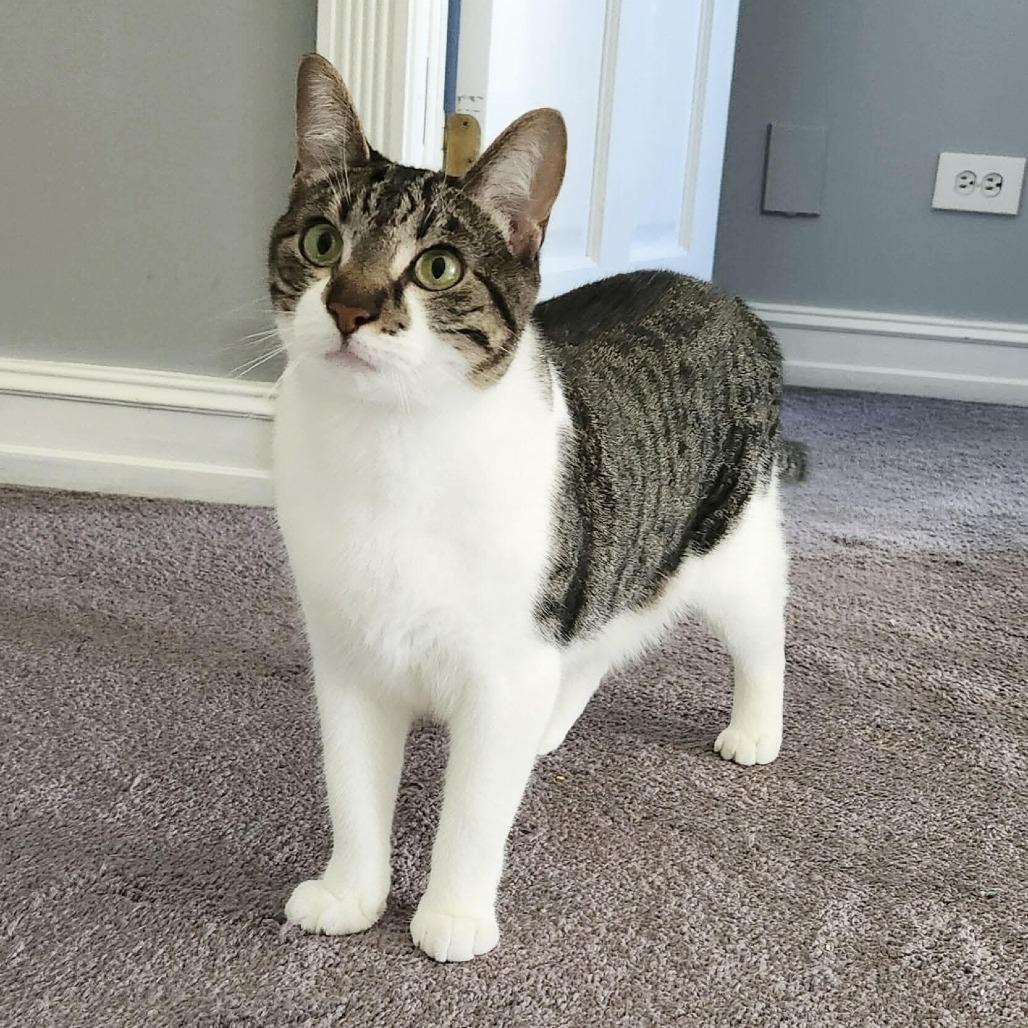 Enlarge Bach, a Adoptable Domestic Short Hair in Plainfield, IL image 2/4