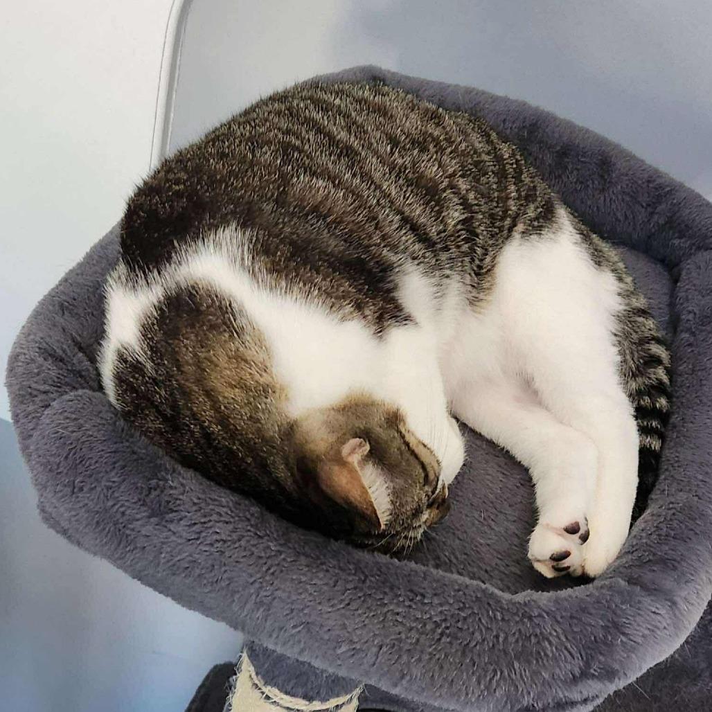 Enlarge Bach, a Adoptable Domestic Short Hair in Plainfield, IL image 3/4