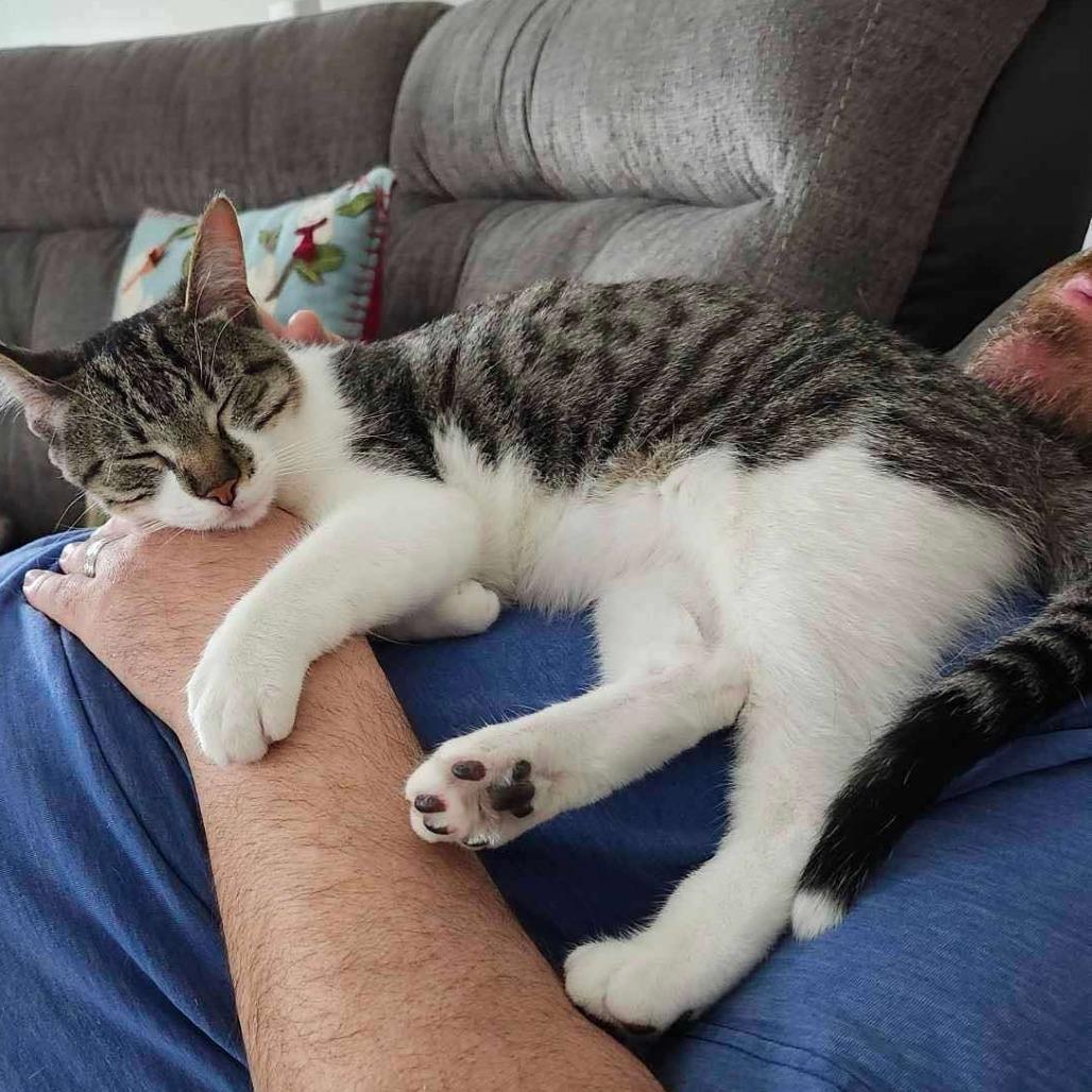 Enlarge Bach, a Adoptable Domestic Short Hair in Plainfield, IL image 4/4