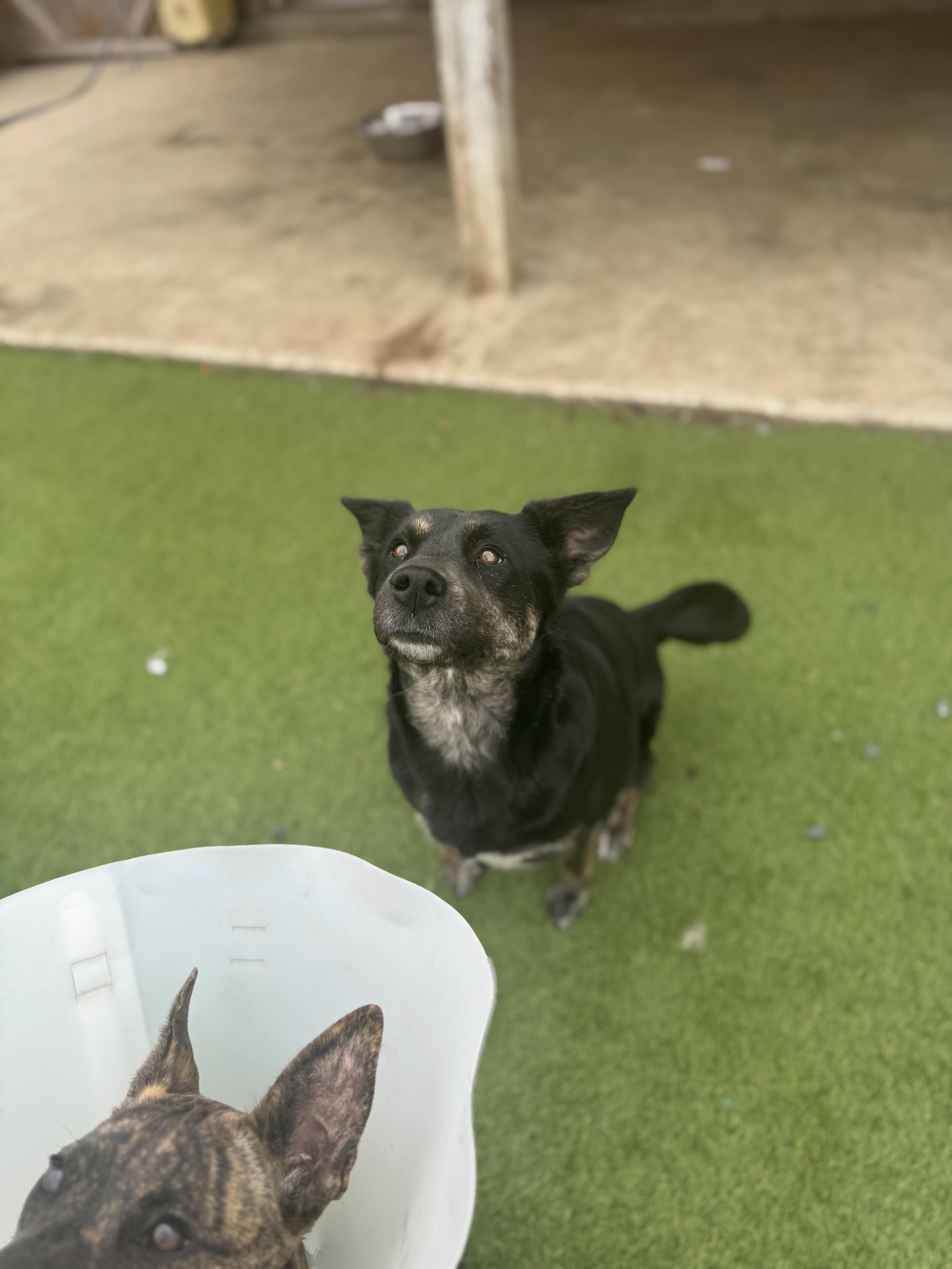 Enlarge Philly, a Adoptable mixed breed in Mabank, TX image 1/6