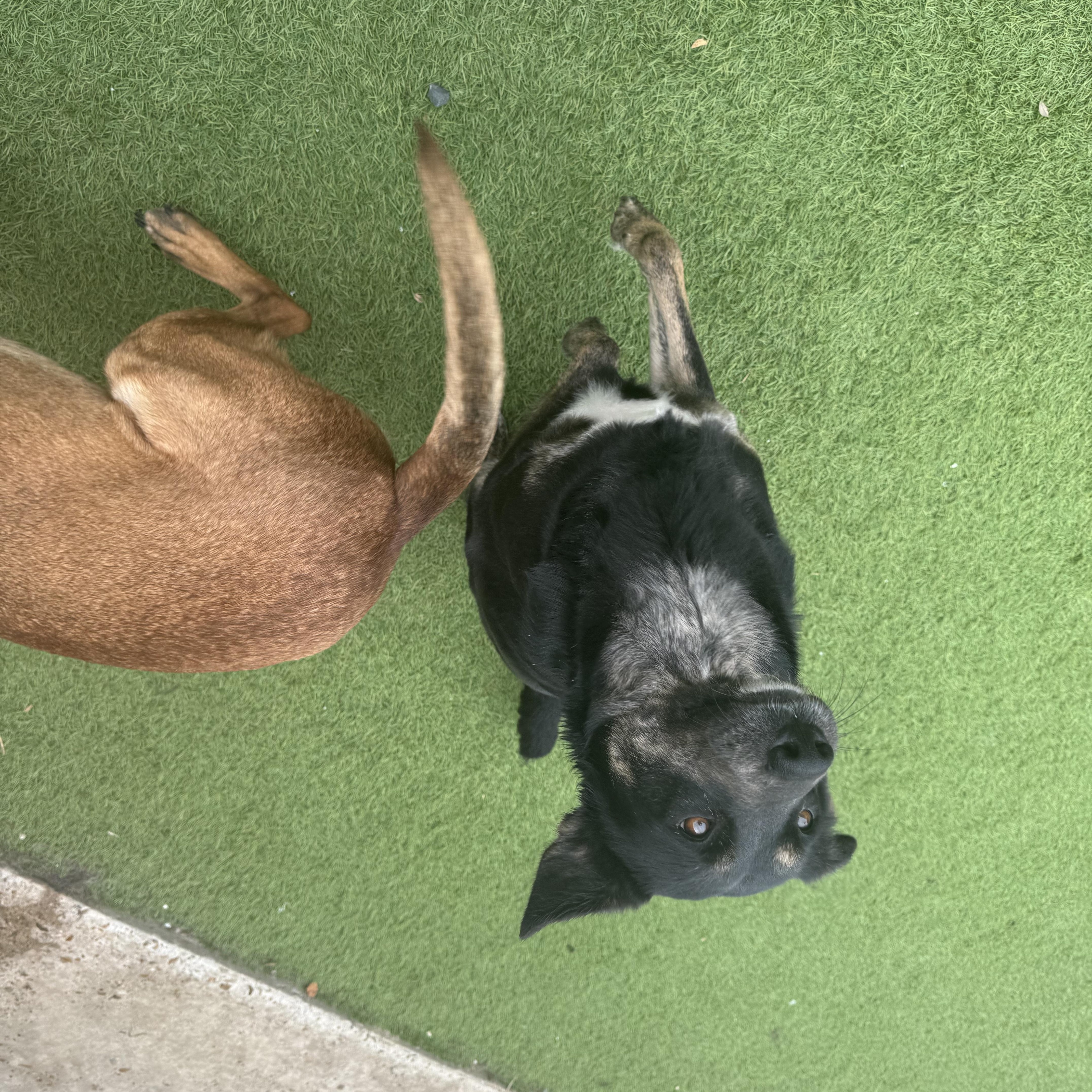 Enlarge Philly, a Adoptable mixed breed in Mabank, TX image 2/6