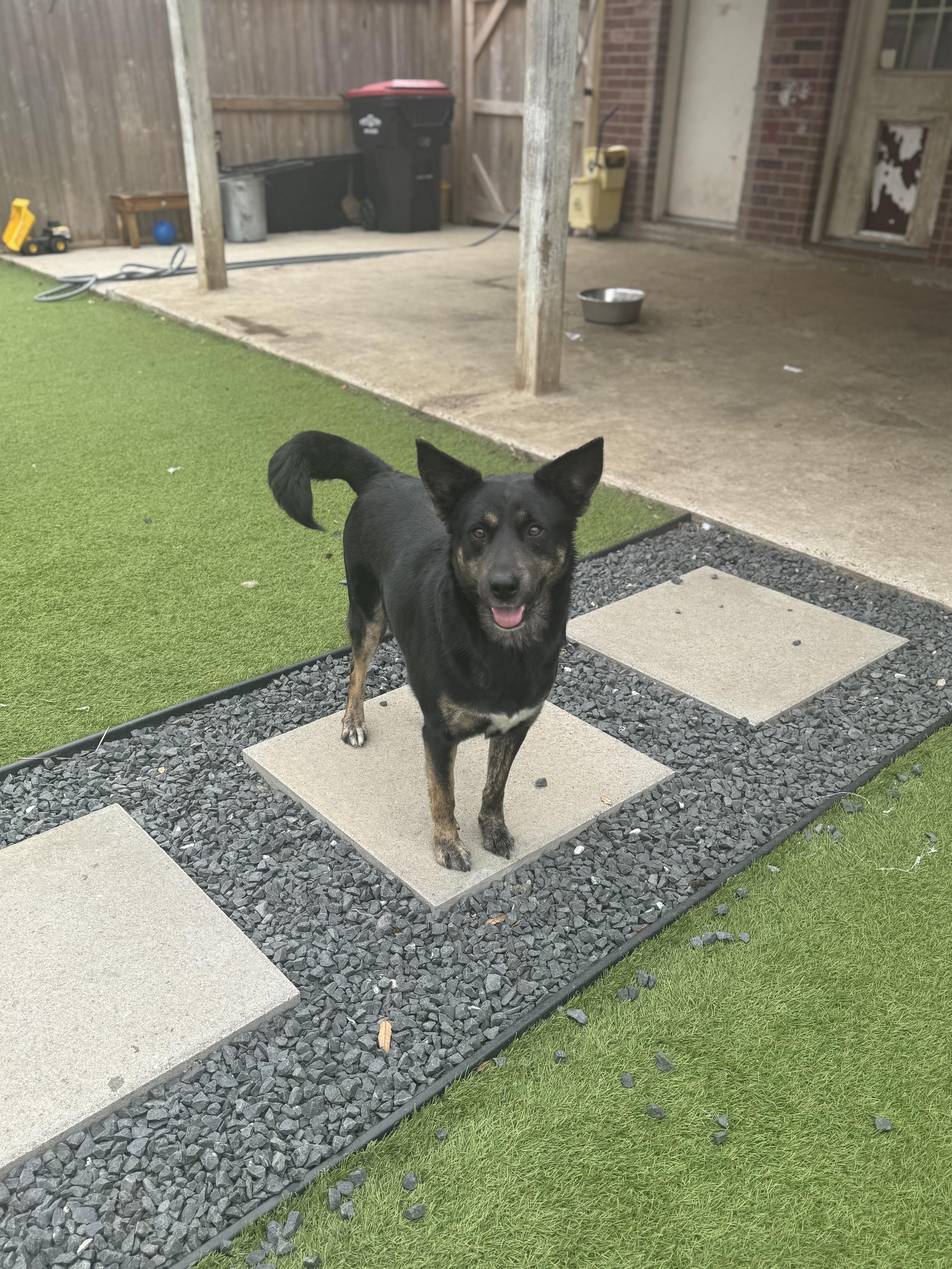 Philly, Adoptable, Adult Female Retriever & German Shepherd Dog.