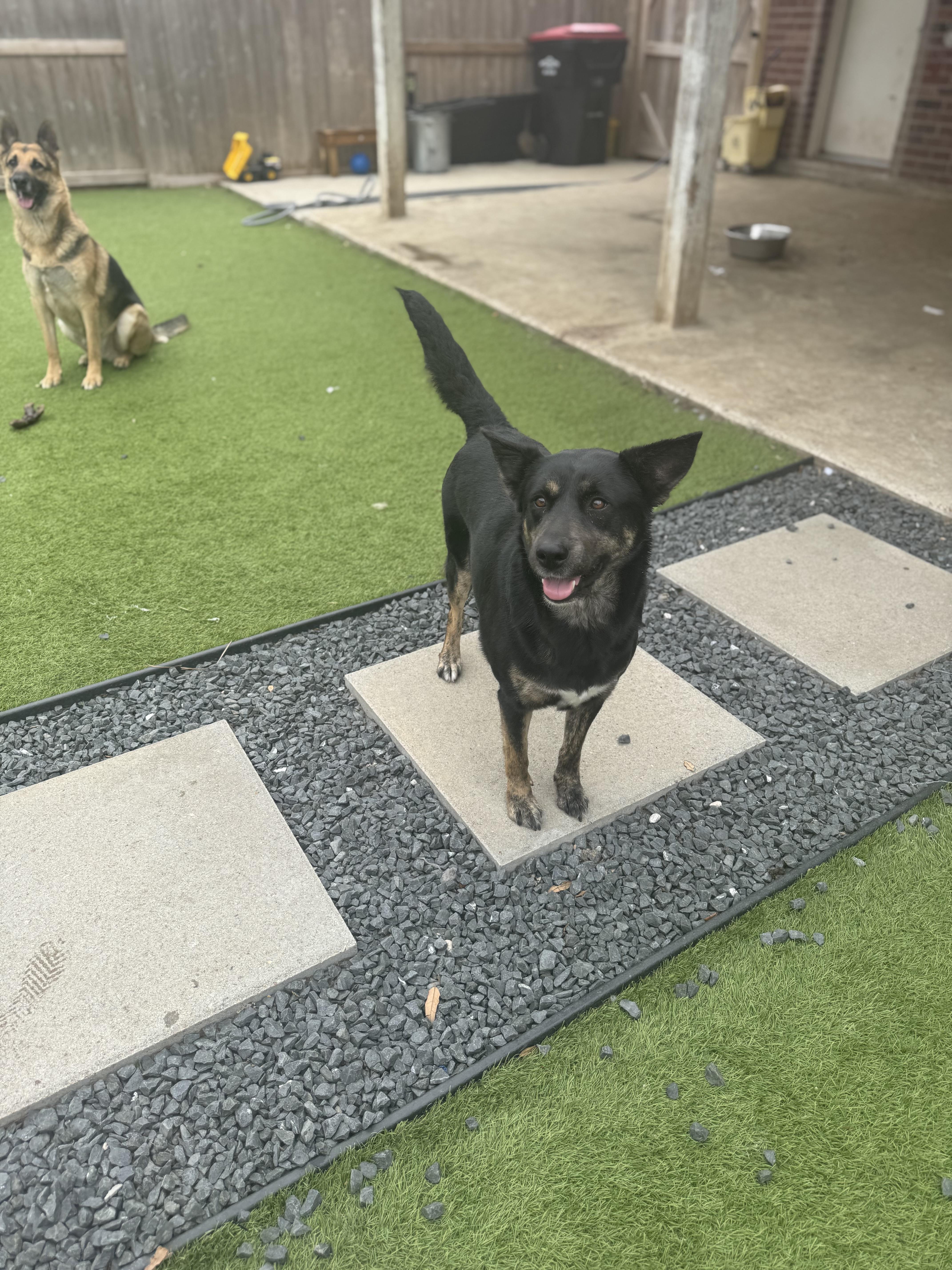 Enlarge Philly, a Adoptable mixed breed in Mabank, TX image 4/6