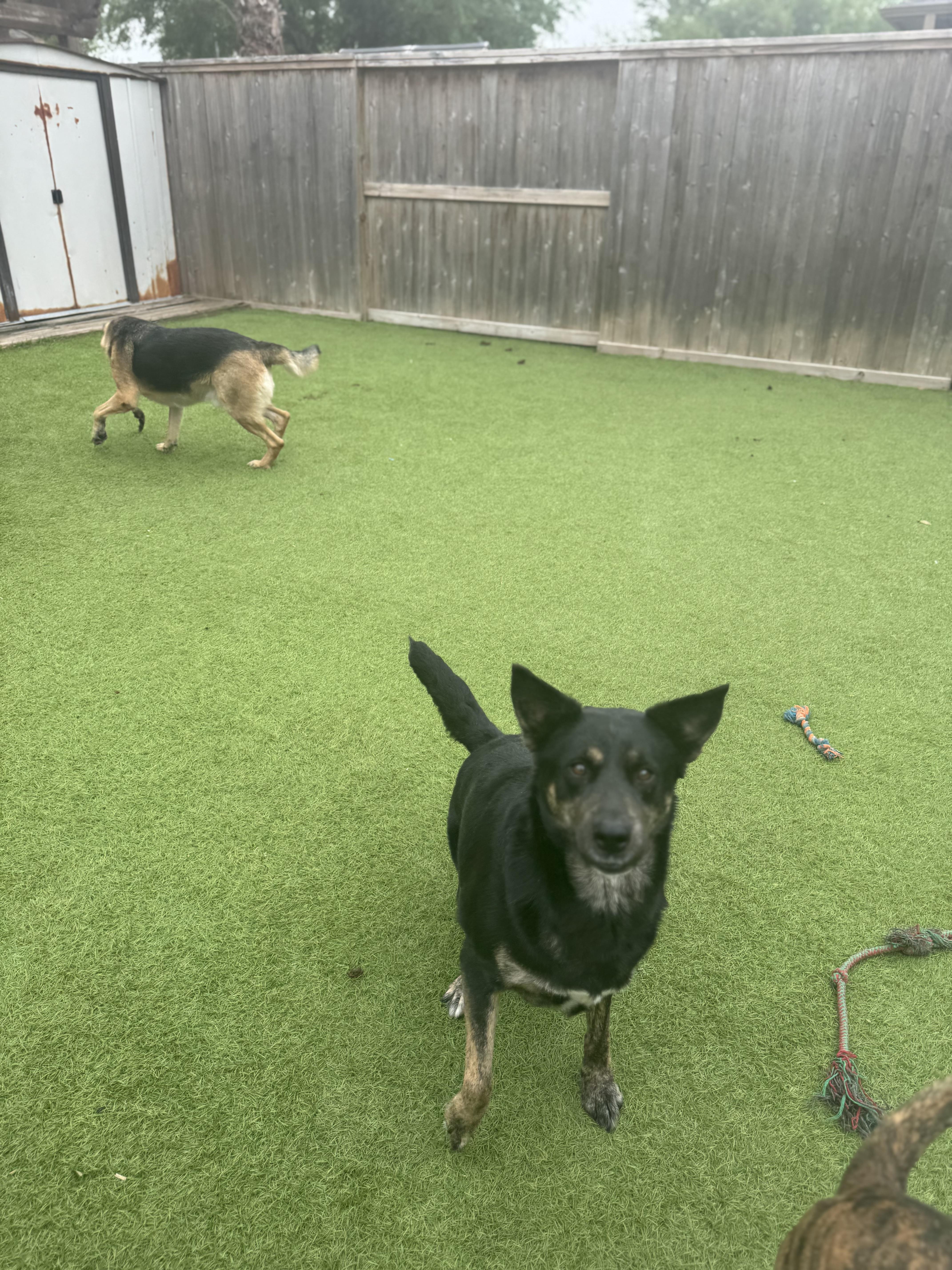 Enlarge Philly, a Adoptable mixed breed in Mabank, TX image 5/6