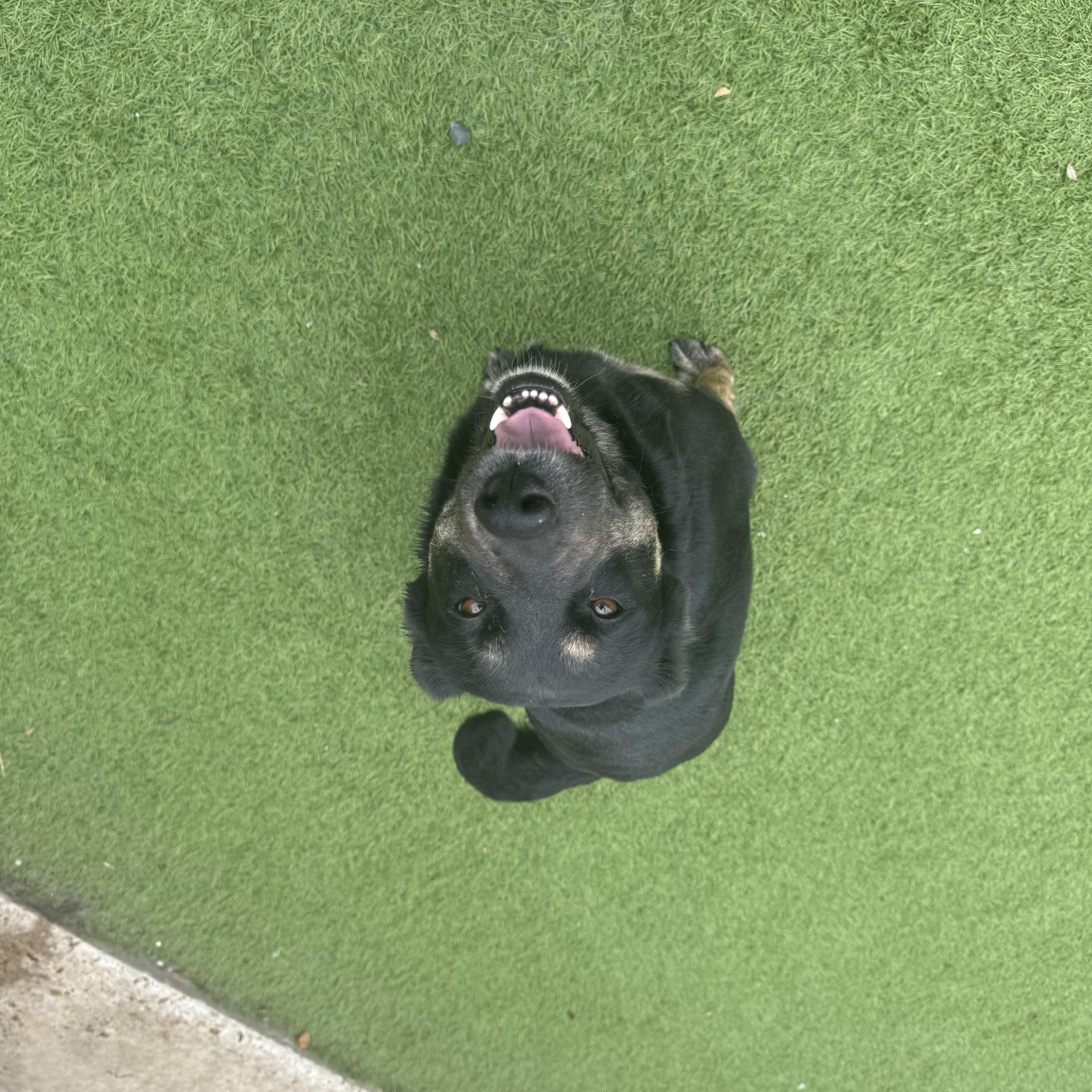 Enlarge Philly, a Adoptable mixed breed in Mabank, TX image 6/6