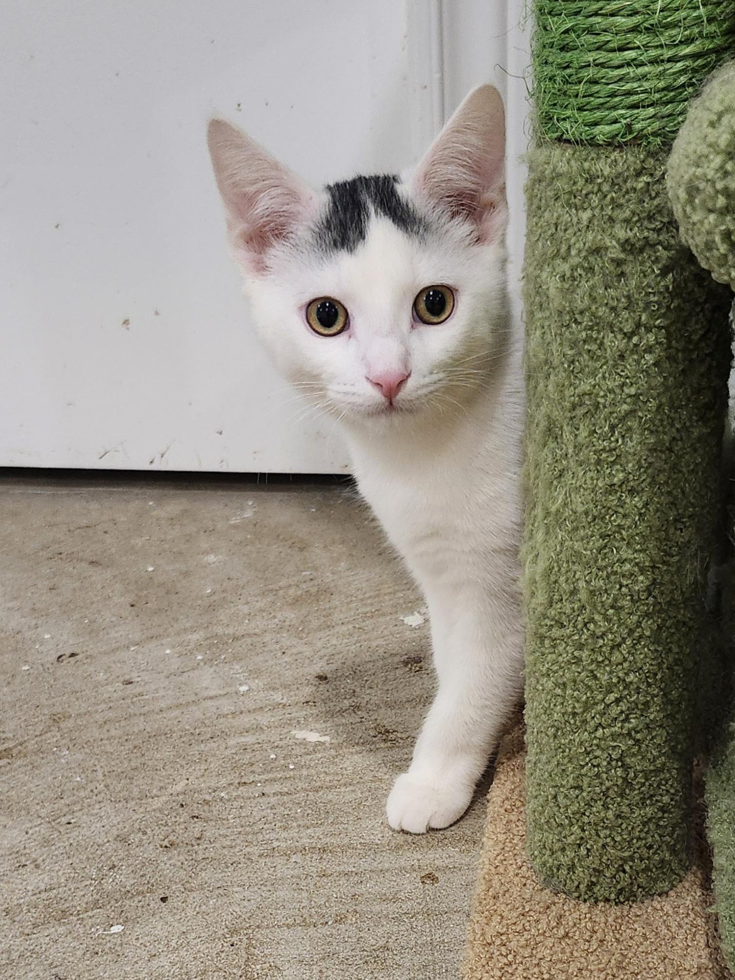 Kevin , ADOPTABLE, Kitten Male Domestic Short Hair.