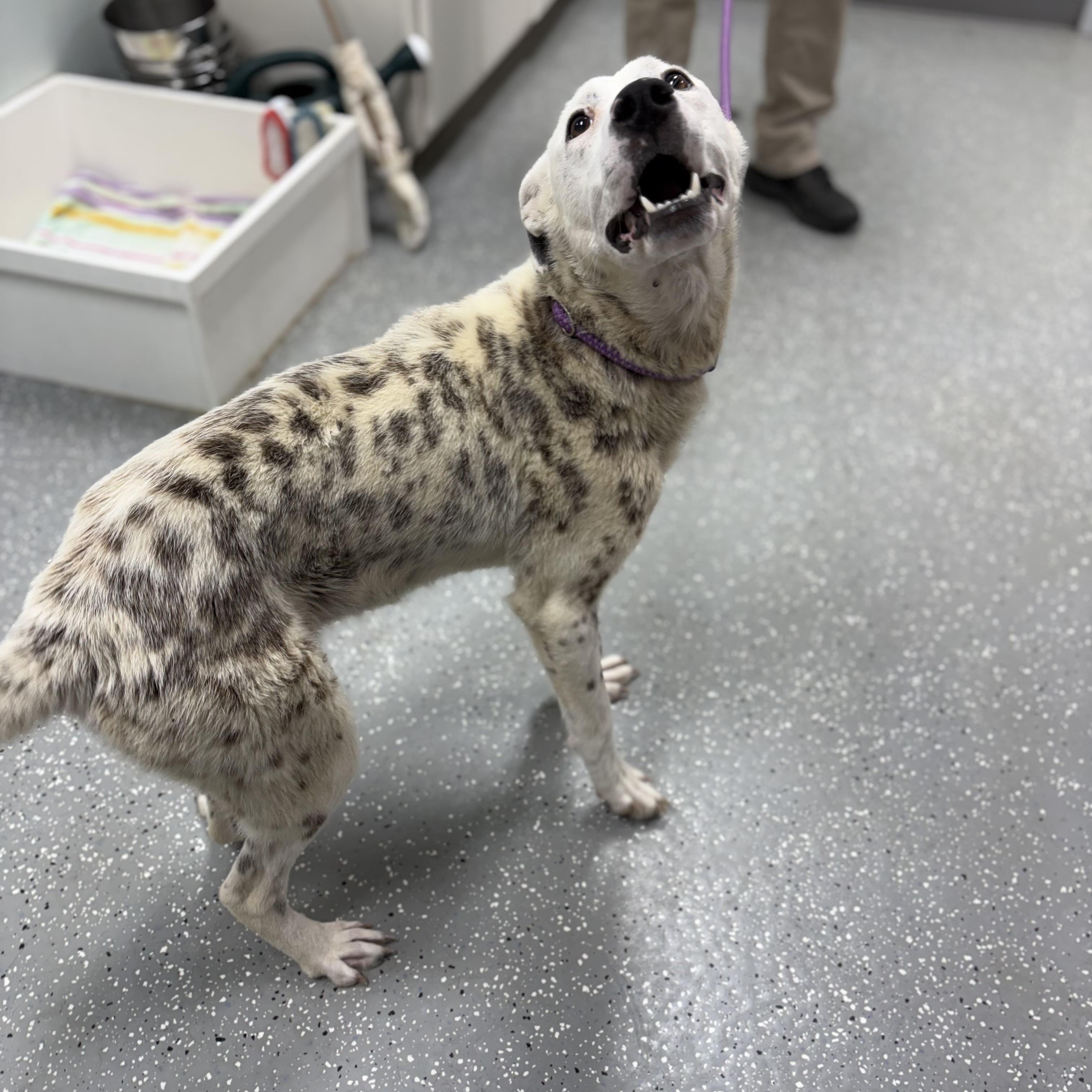 Enlarge Darla, a ADOPTABLE Mixed Breed in Bardstown, KY image 3/6